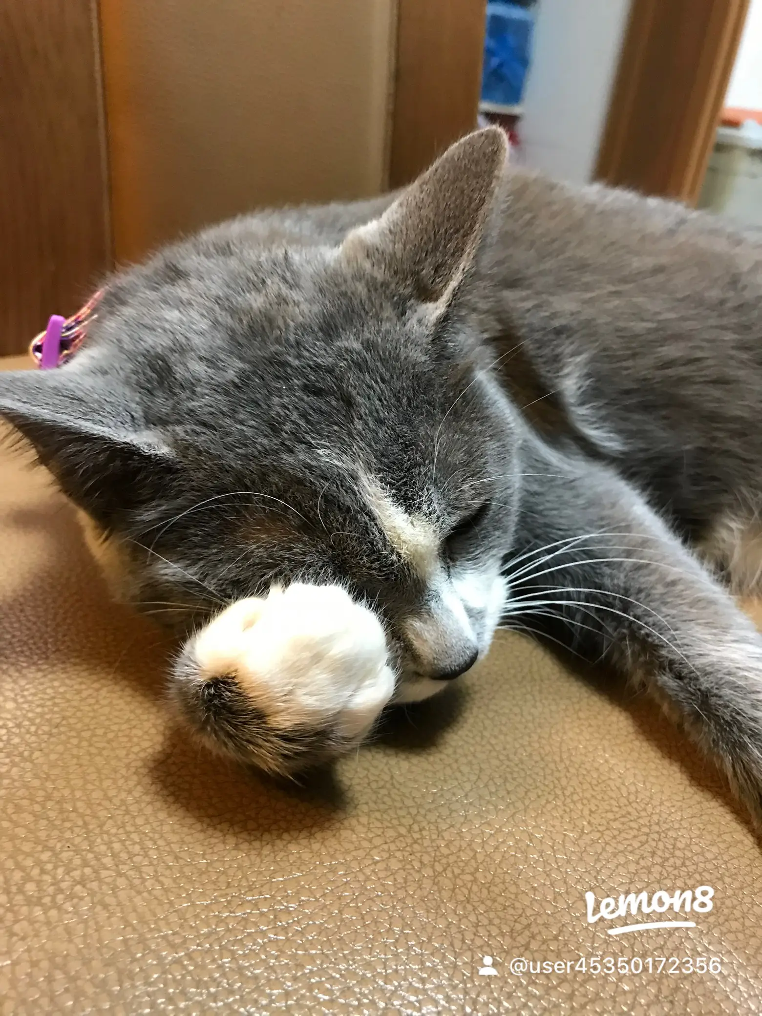 NEBULA 犬猫がいるご家庭でも安心して使えるフレグランス 