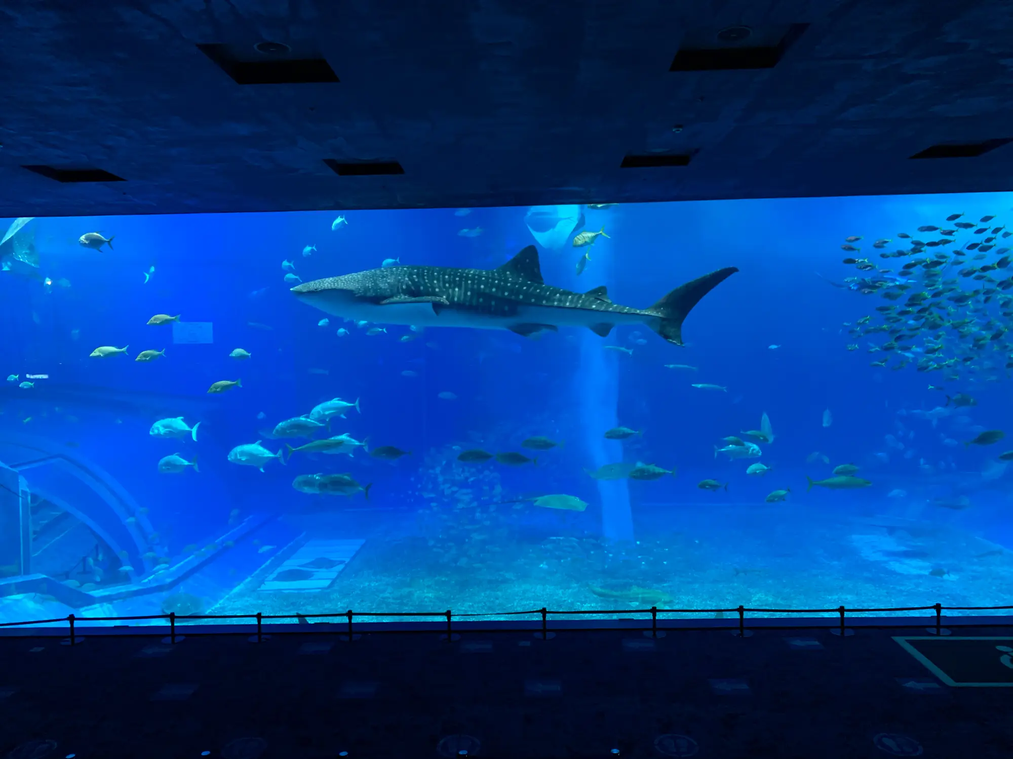 沖縄】世界に誇る水族館！美ら海水族館の魅力💙 | ayuchanが投稿した