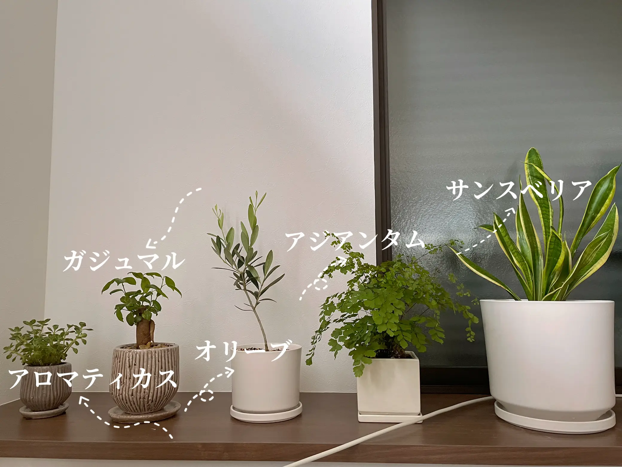 観葉植物の植え替えをしました🪴 | TO__DAYが投稿したフォトブック | Lemon8