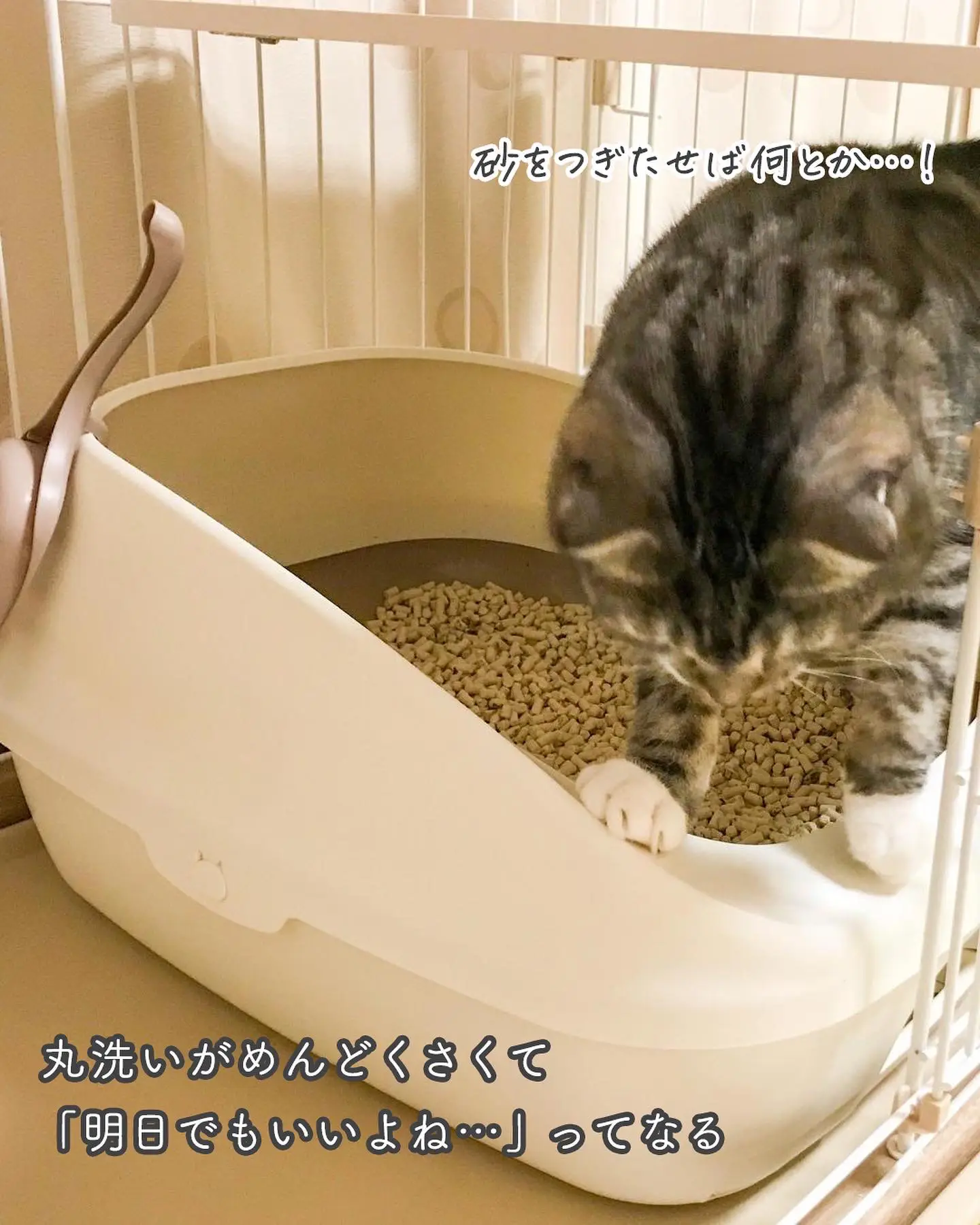 猫トイレあるある - Lemon8検索