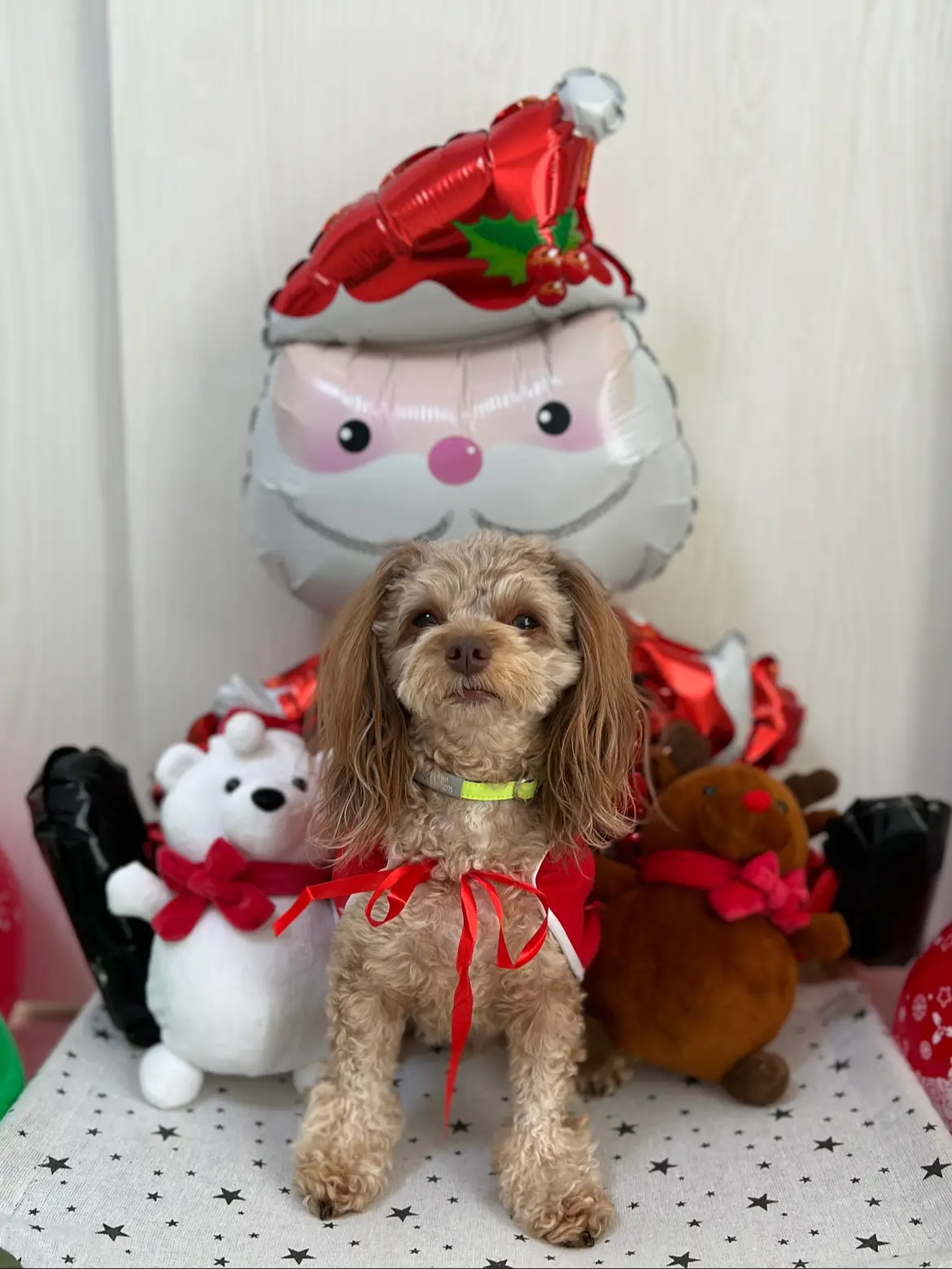 念願のサンタさんと記念撮影💗 | ぱるのえ♡北海道で暮らす犬と猫が投稿したフォトブック | Lemon8