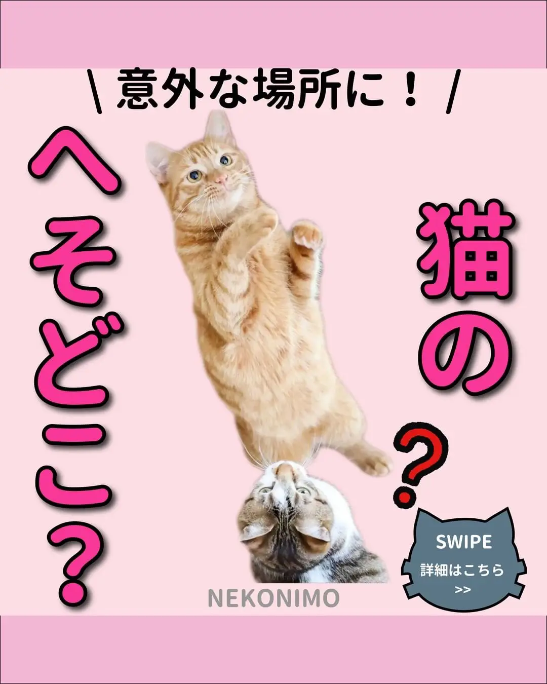 猫のへそについて徹底解説】 | ねこにも_愛猫情報発信中が投稿した