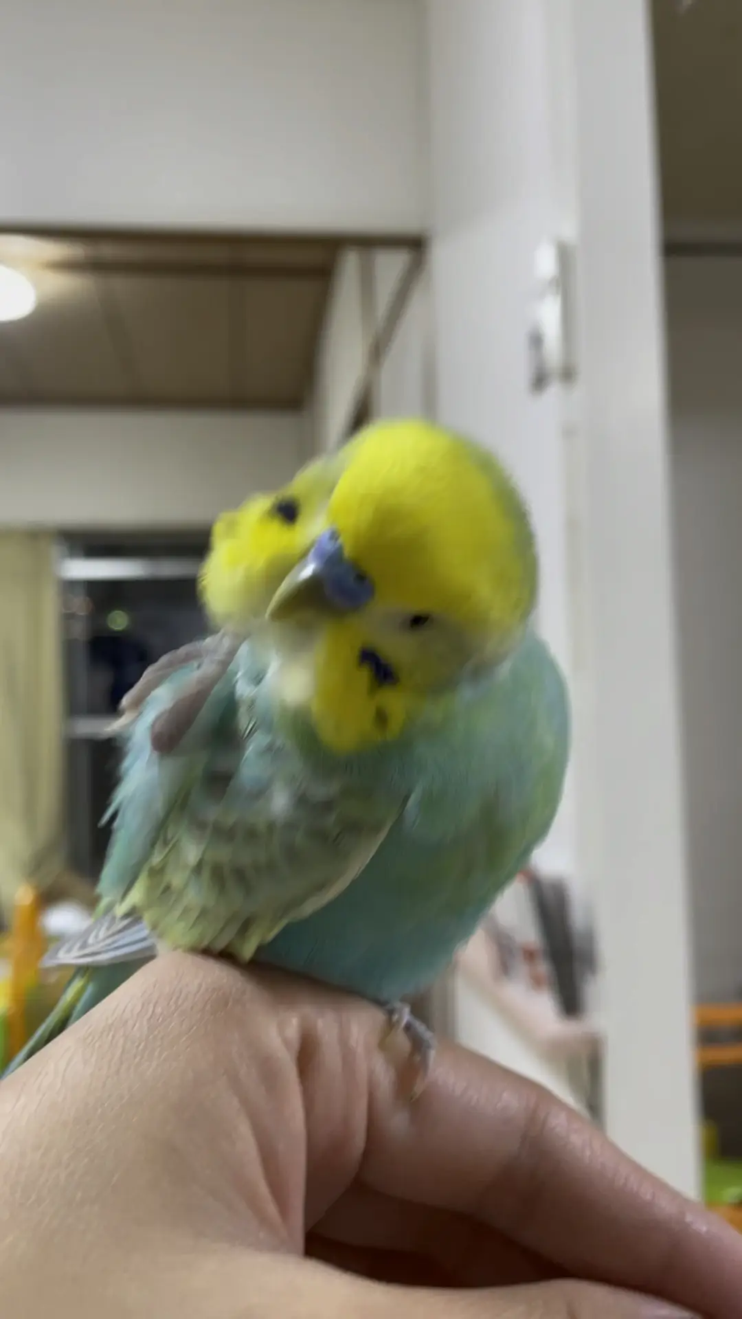 あぃあぃ様❤セキセイインコ オリジナル オブジェ♡ お客様の鳥さん