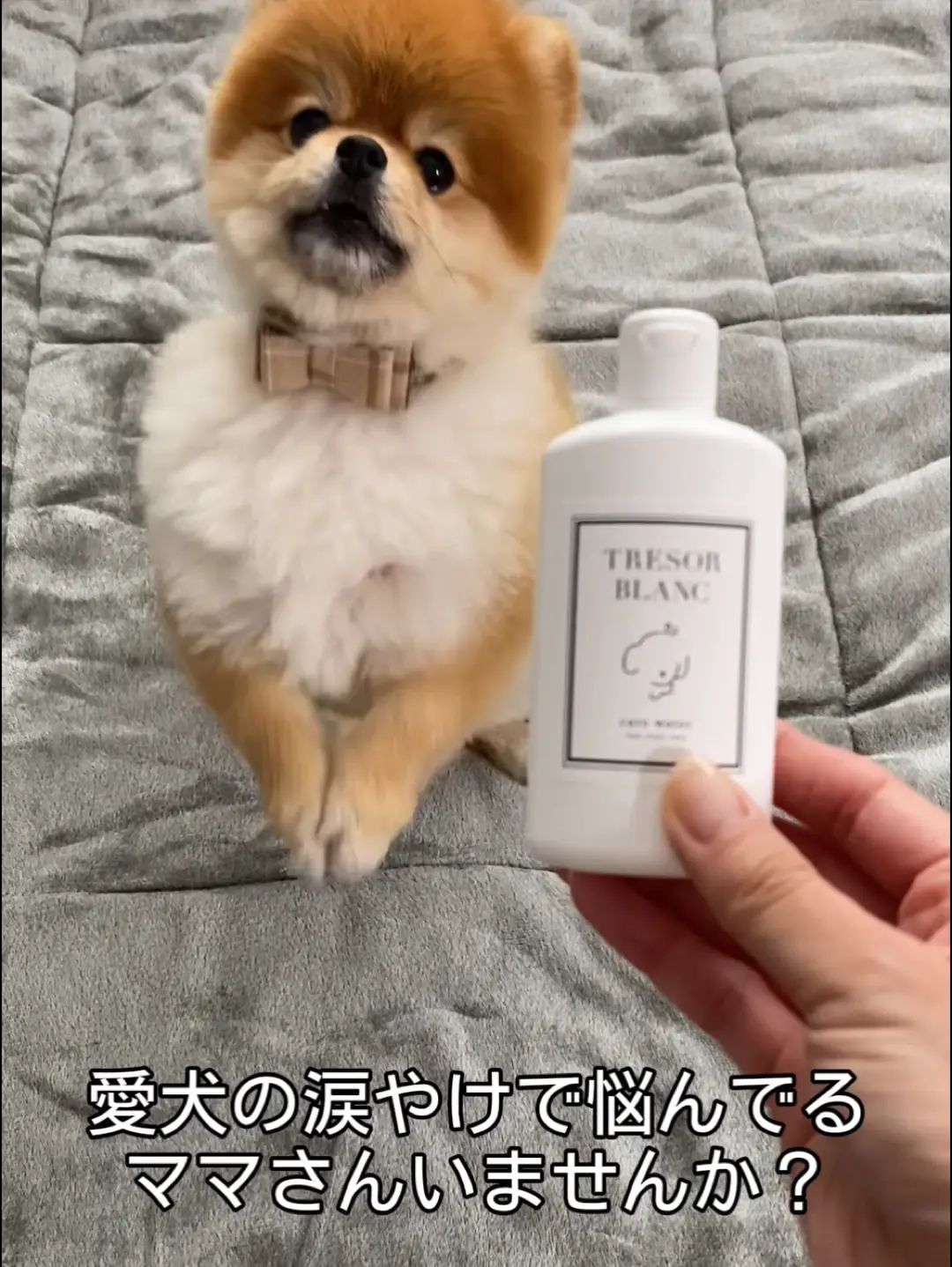 犬 涙やけ - Lemon8検索