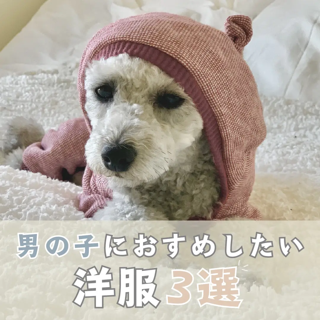 オーダー受付冬モード️なわんちゃんたち ❤オーダー受付❤冬モード❣️なわんちゃんたち❤