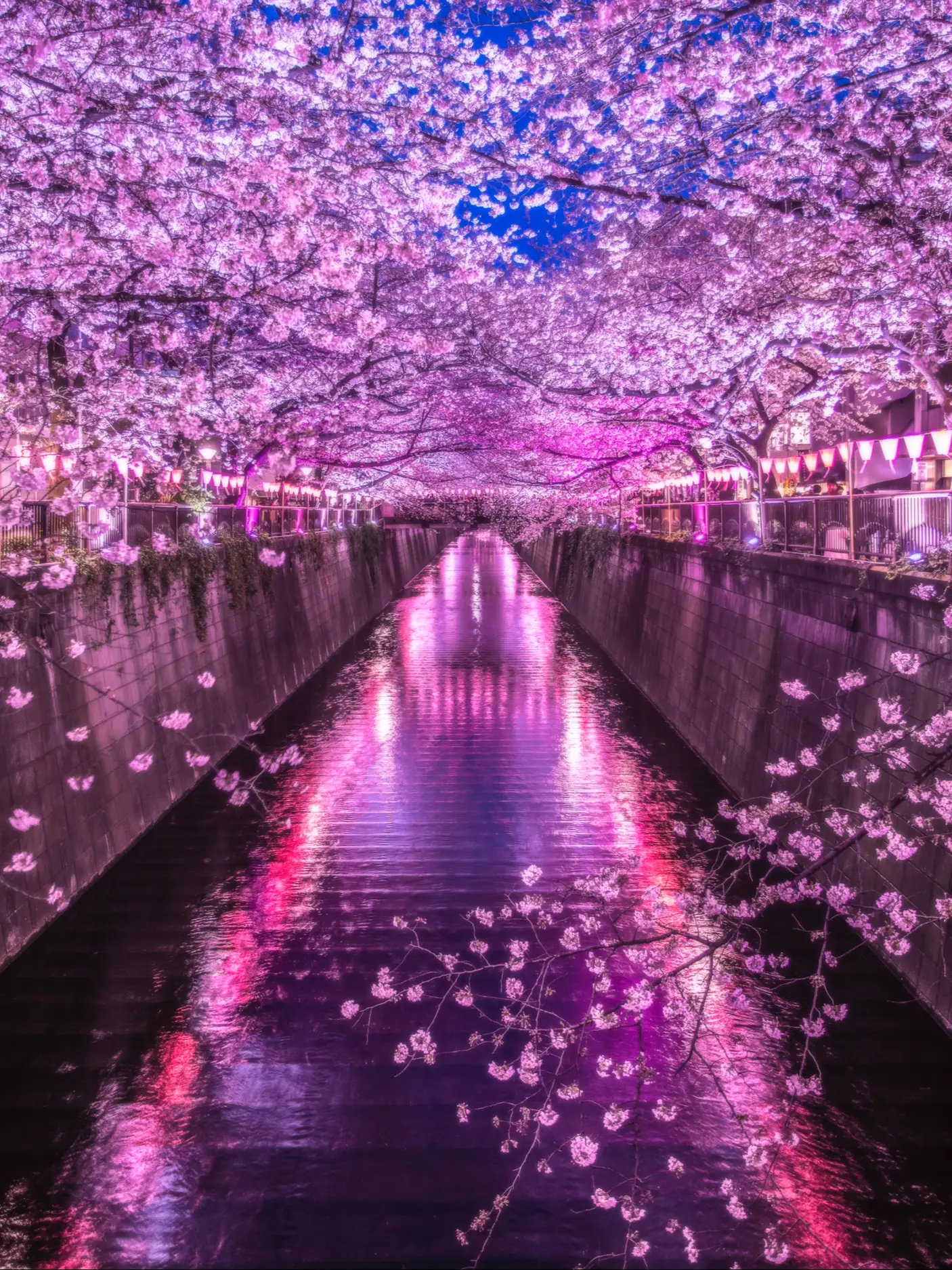 東京のお花見といえばここ！】幻想的なライトアップが魅力の目黒川の桜