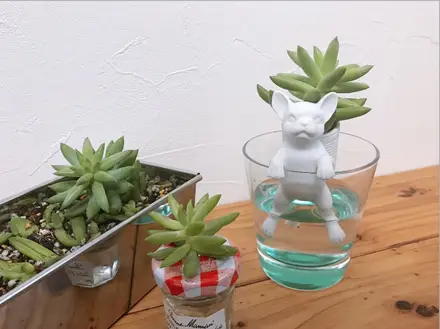 その可愛さに思わずギフトにするのをやめた！植物栽培セット