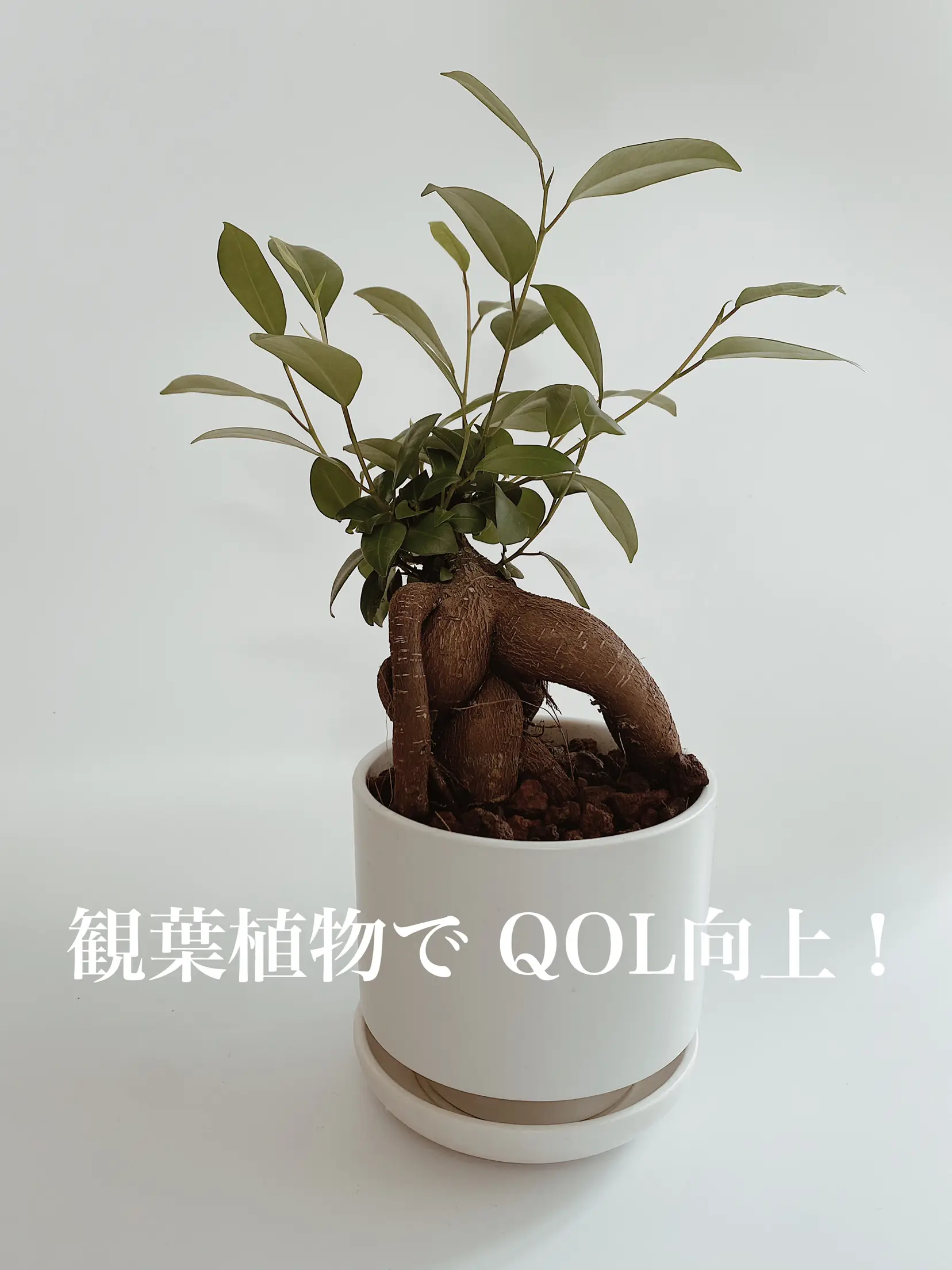 観葉植物でQOL向上! | mk_press_が投稿したフォトブック | Lemon8