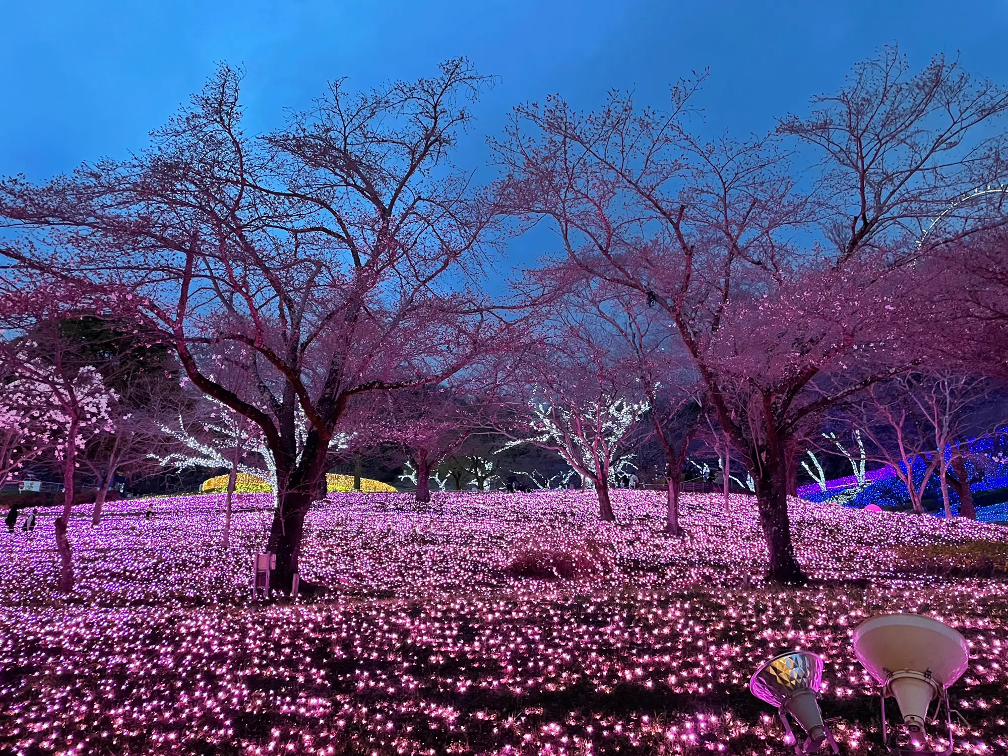 さがみ湖】セーラームーン🌙コラボ＆夜桜🌸イルミネーション❤️ | nachan_tripが投稿したフォトブック | Lemon8