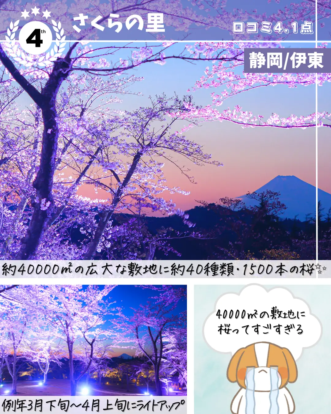 夜桜ライトアップ特集🌸✨の画像 (4枚目)