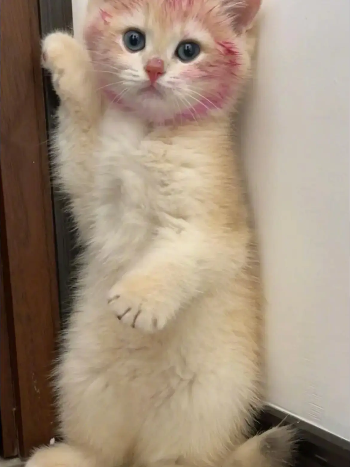 エキゾチックベビー♡子猫ちゃん♡ミックス毛♡アートドール 