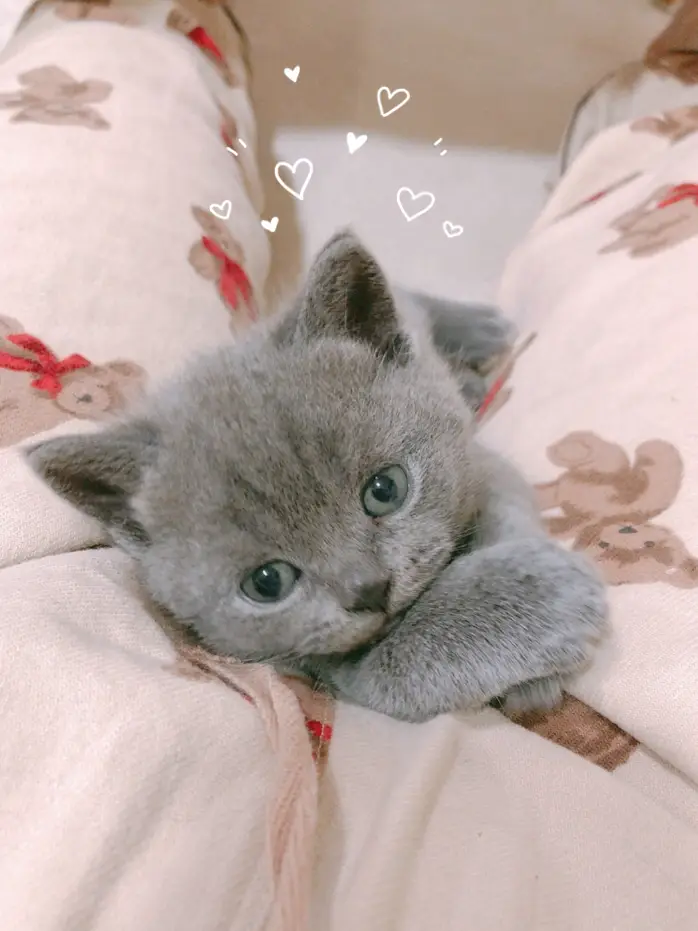 ΦωΦ)おチビちゃん(ΦωΦ)夢夢ちゃんッ♥にゃんこ♥猫❤️エキゾチック 