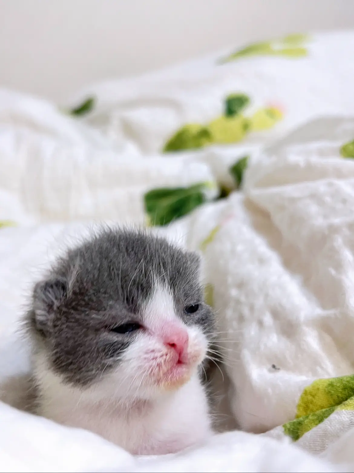 2nd🐈‍⬛子猫ちゃん！生後一週間💕これからも無事に成長してね 