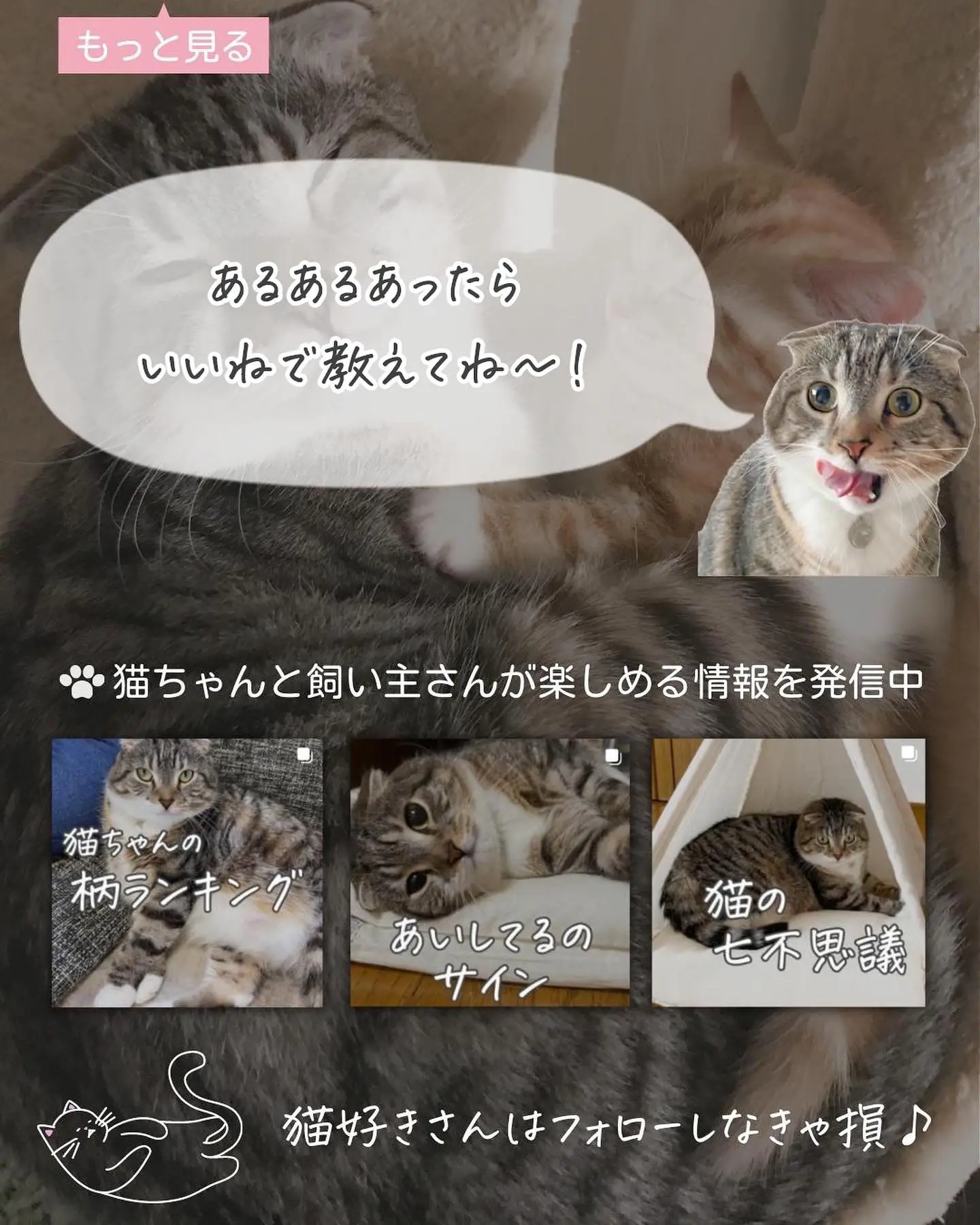 猫トイレあるある - Lemon8検索