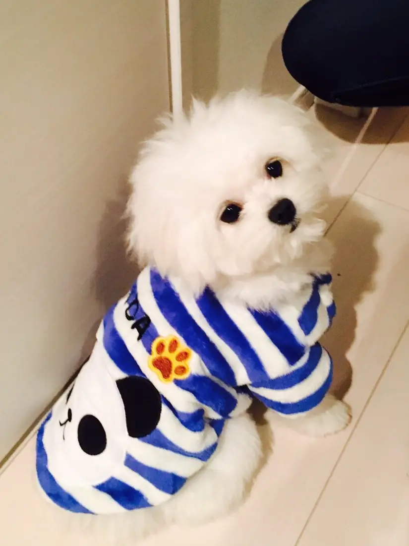 ☆♡☆♡☆様ご確認用ハンドメイド犬服オーダー品