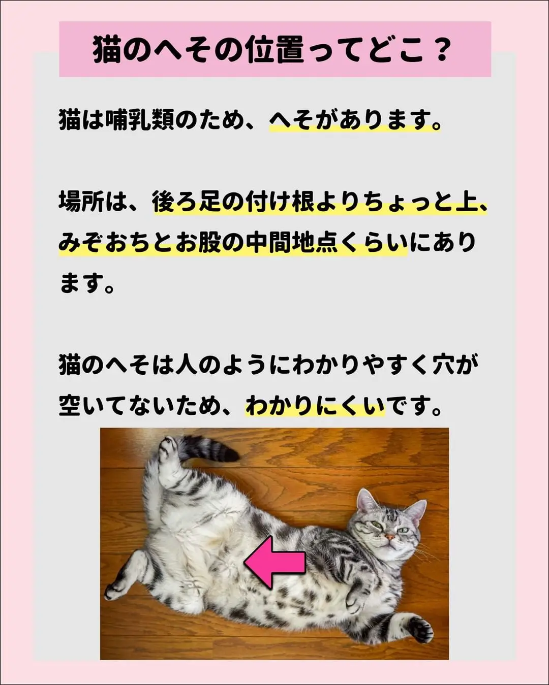 猫のへそについて徹底解説】 | ねこにも_愛猫情報発信中が投稿した