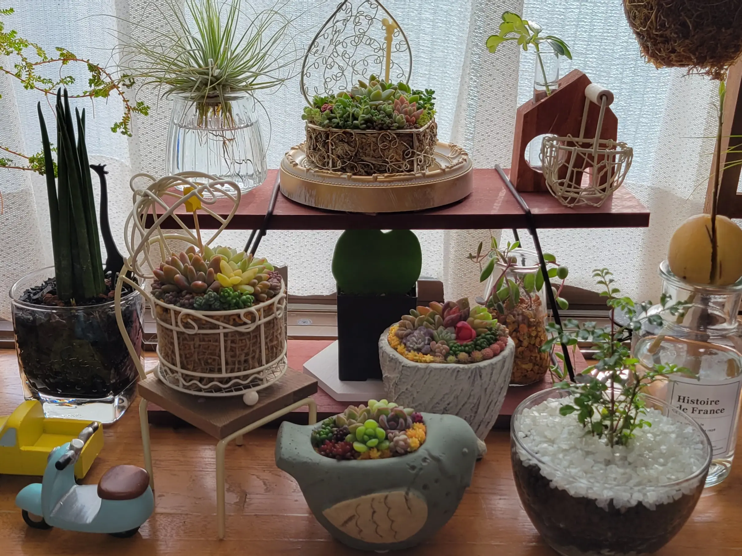 No.3 多肉植物ミニ寄せ植え出来たよ🎵 | succulent..mikiが投稿したフォトブック | Lemon8