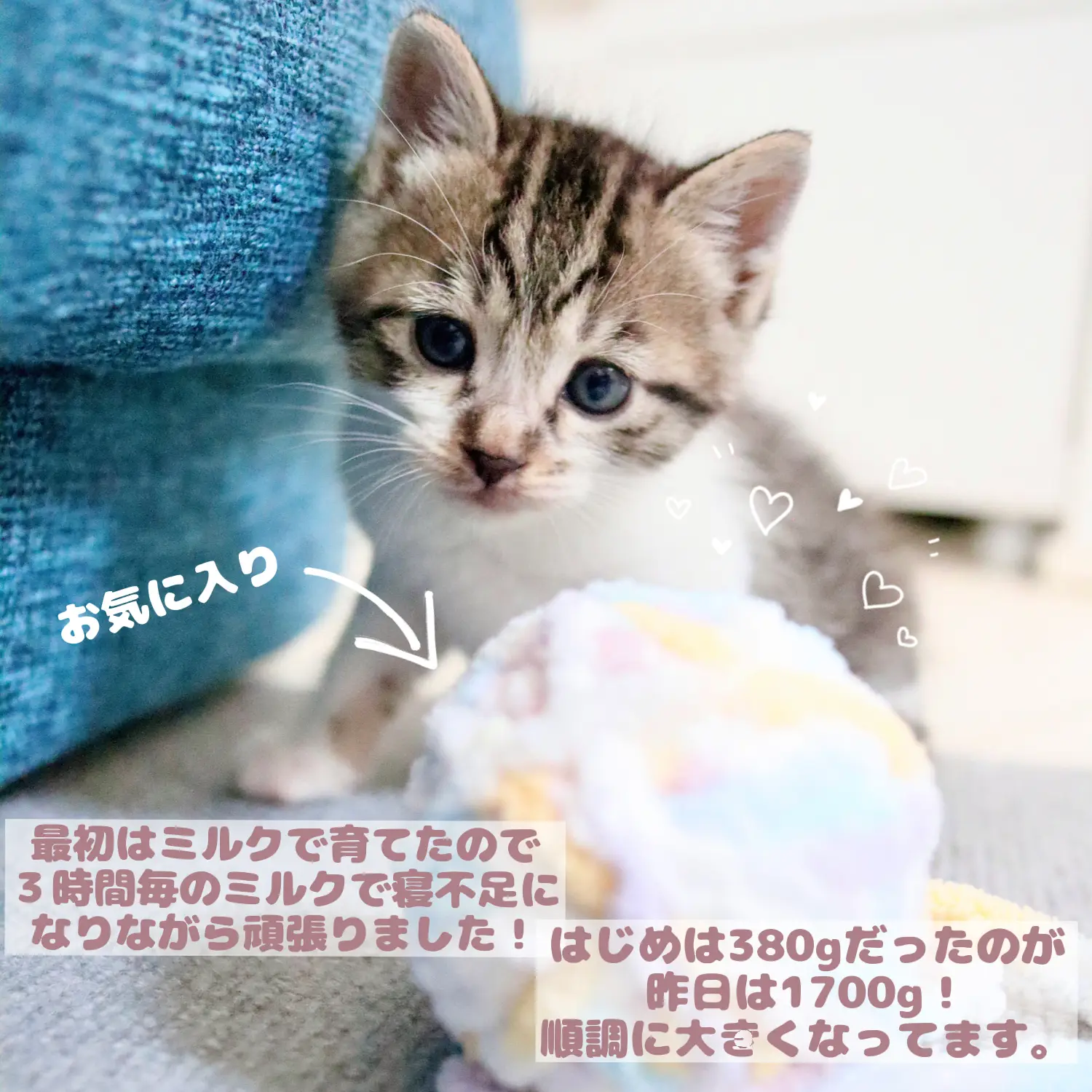 お宅の猫ちゃん作ります募集猫ネコねこペットプレゼントギフト