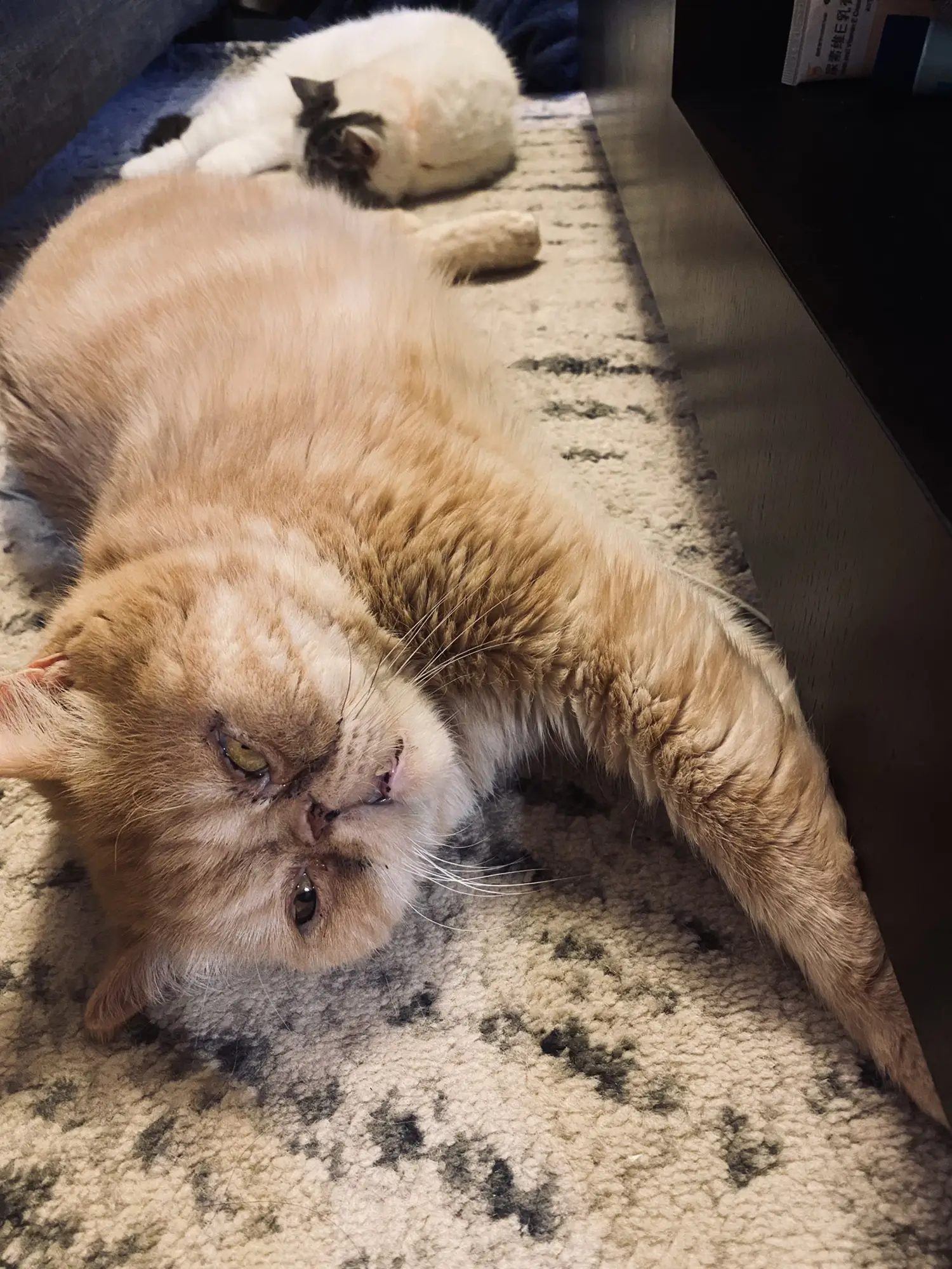 素人投稿 ブス ♡ブサイクなのに可愛いすぎ!見飽きない猫♡ | MiwaHが投稿したフォトブック | Lemon8