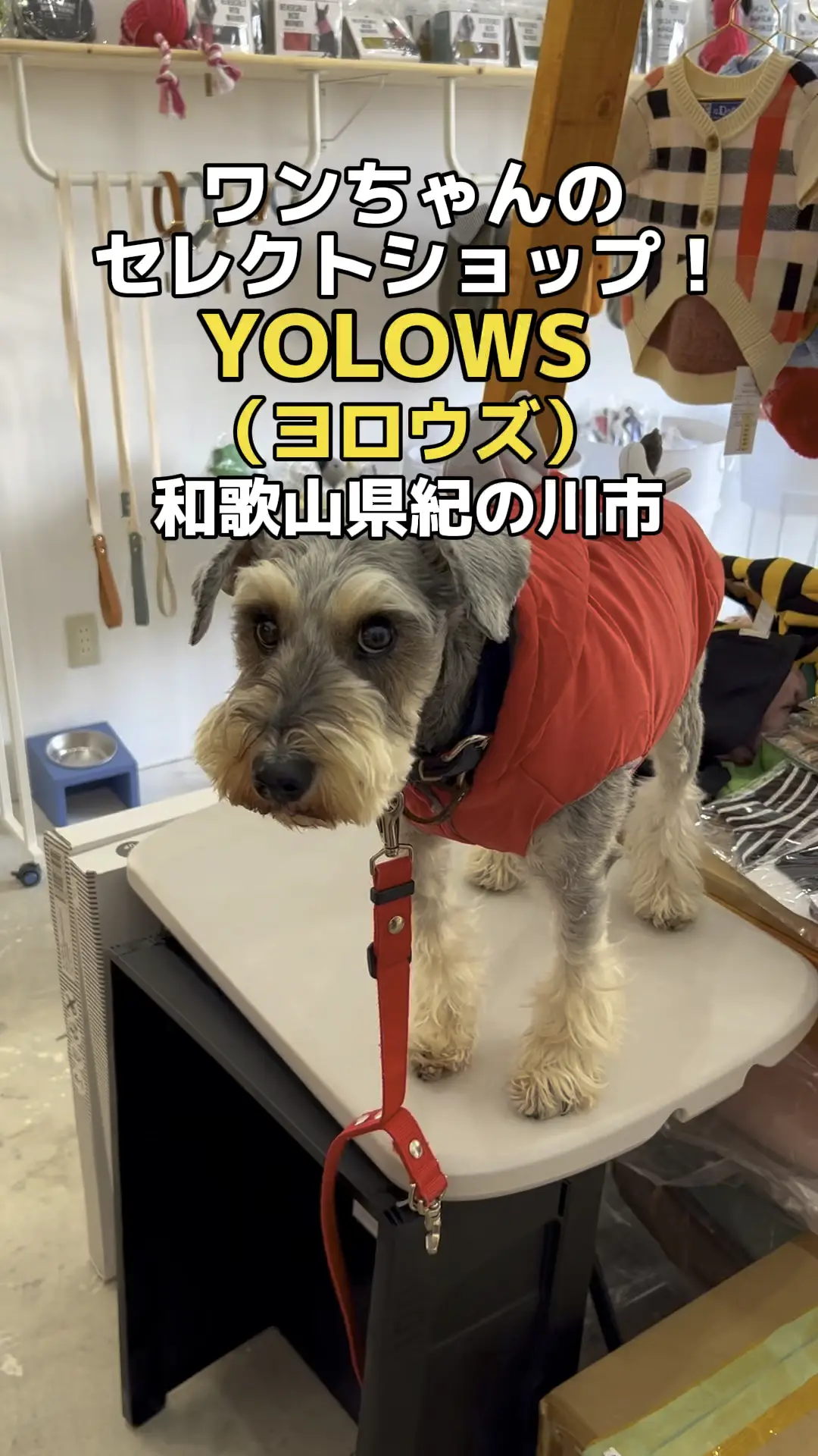 関西わんことお出かけ情報🐕の投稿動画 | Lemon8