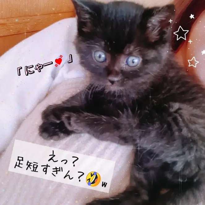 もふもふ時代のがっちゃん♥😺 | machichiの日常🌸が投稿したフォトブック | Lemon8