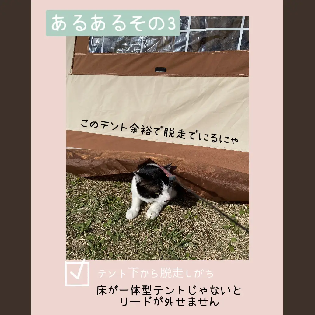 犬と猫とCAMPあるある】 | Mi...koが投稿したフォトブック | Lemon8