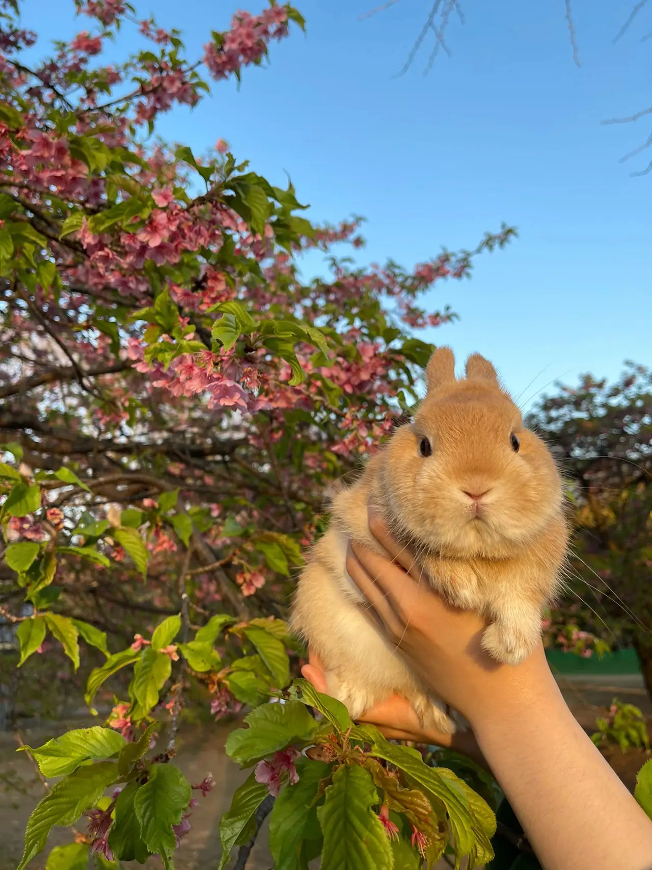 ♡仲良くお花見親子うさぎさん♡桜 シーグラスアート （うさぎ