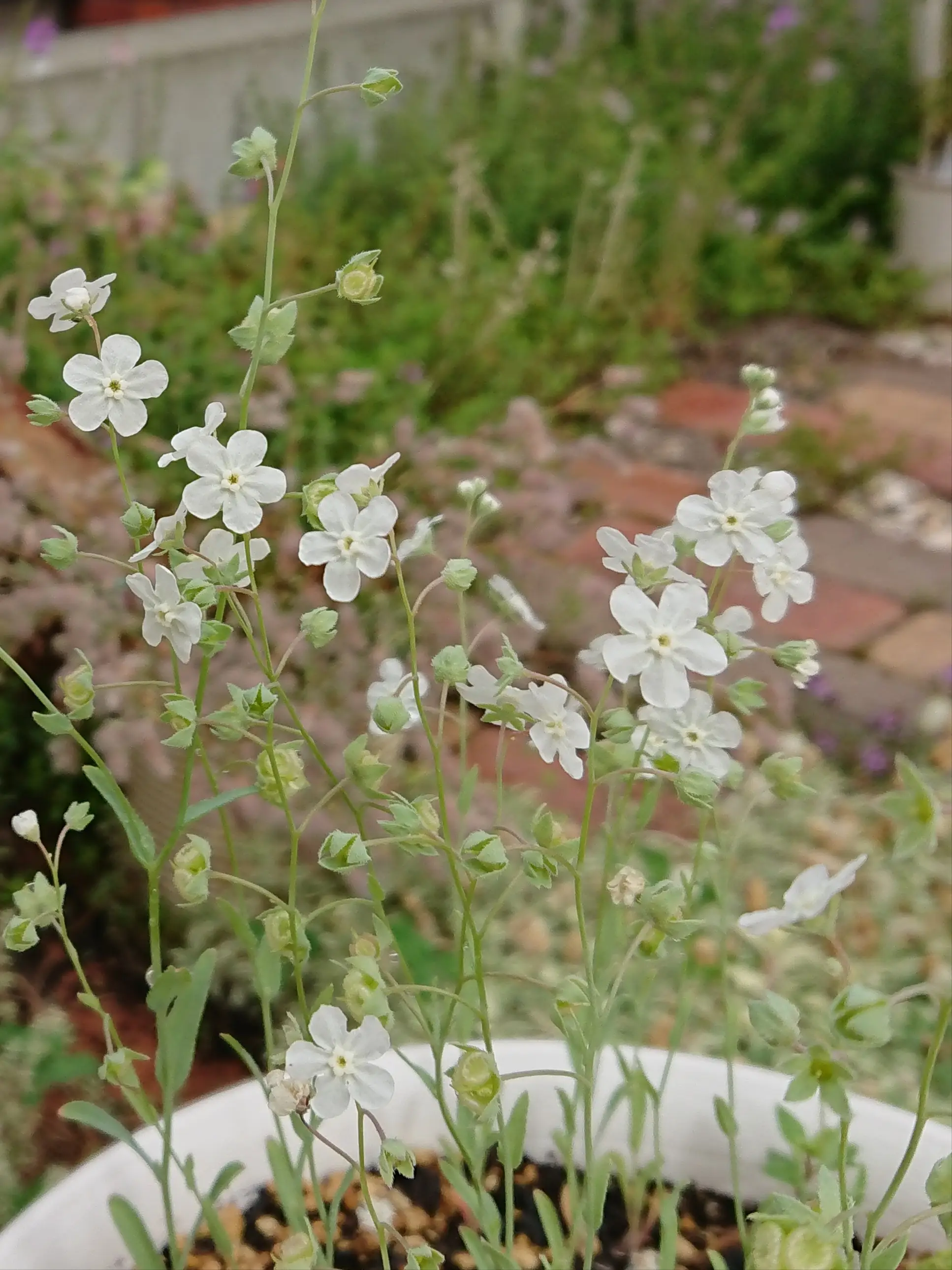 好きなお花【オンファロデス】【ネモフィラ】🌼 | s3110aが投稿した