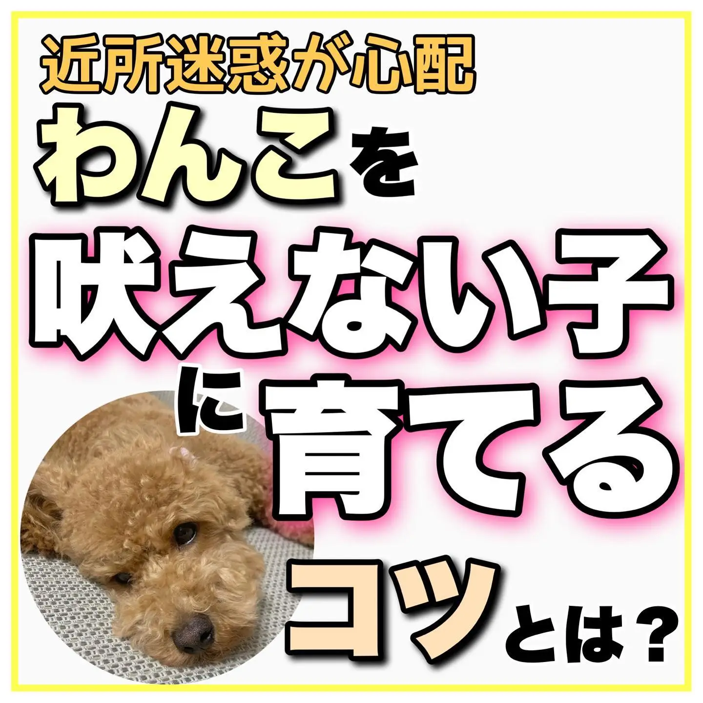 Why Dogs Love Their Owners - Lemon8検索