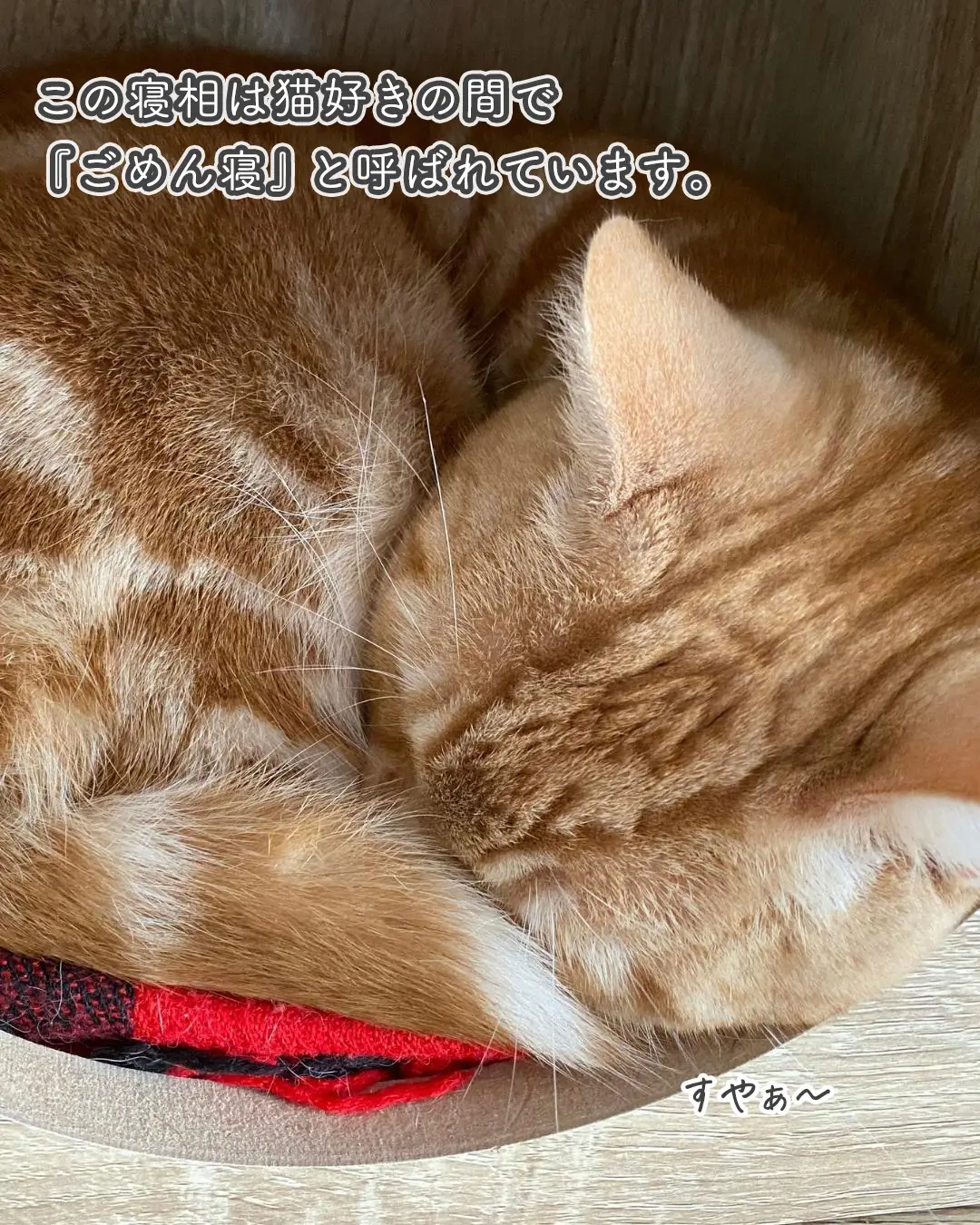 子にゃんこ乗せごめん寝猫ちゃん♡ - ピアス