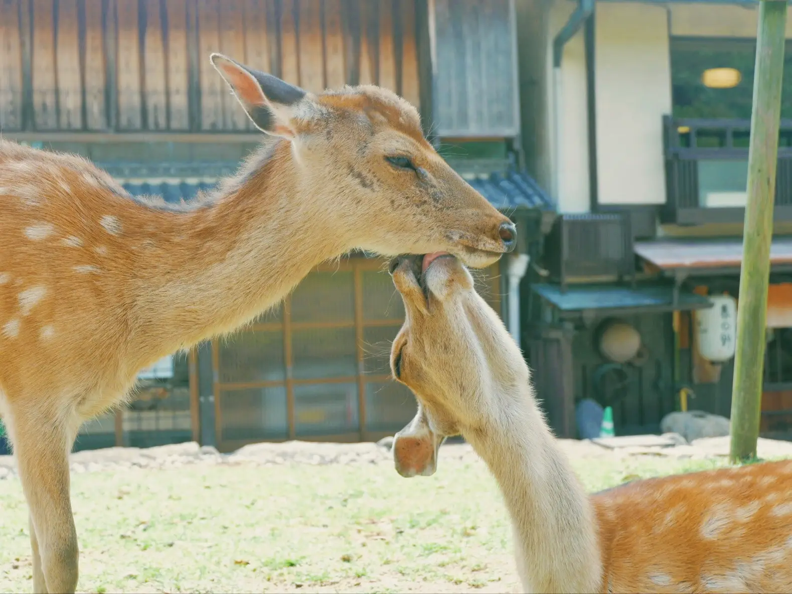 かわいい野生の鹿と触れ合える！「奈良公園」 | fumiannyeongが投稿した記事 | Lemon8