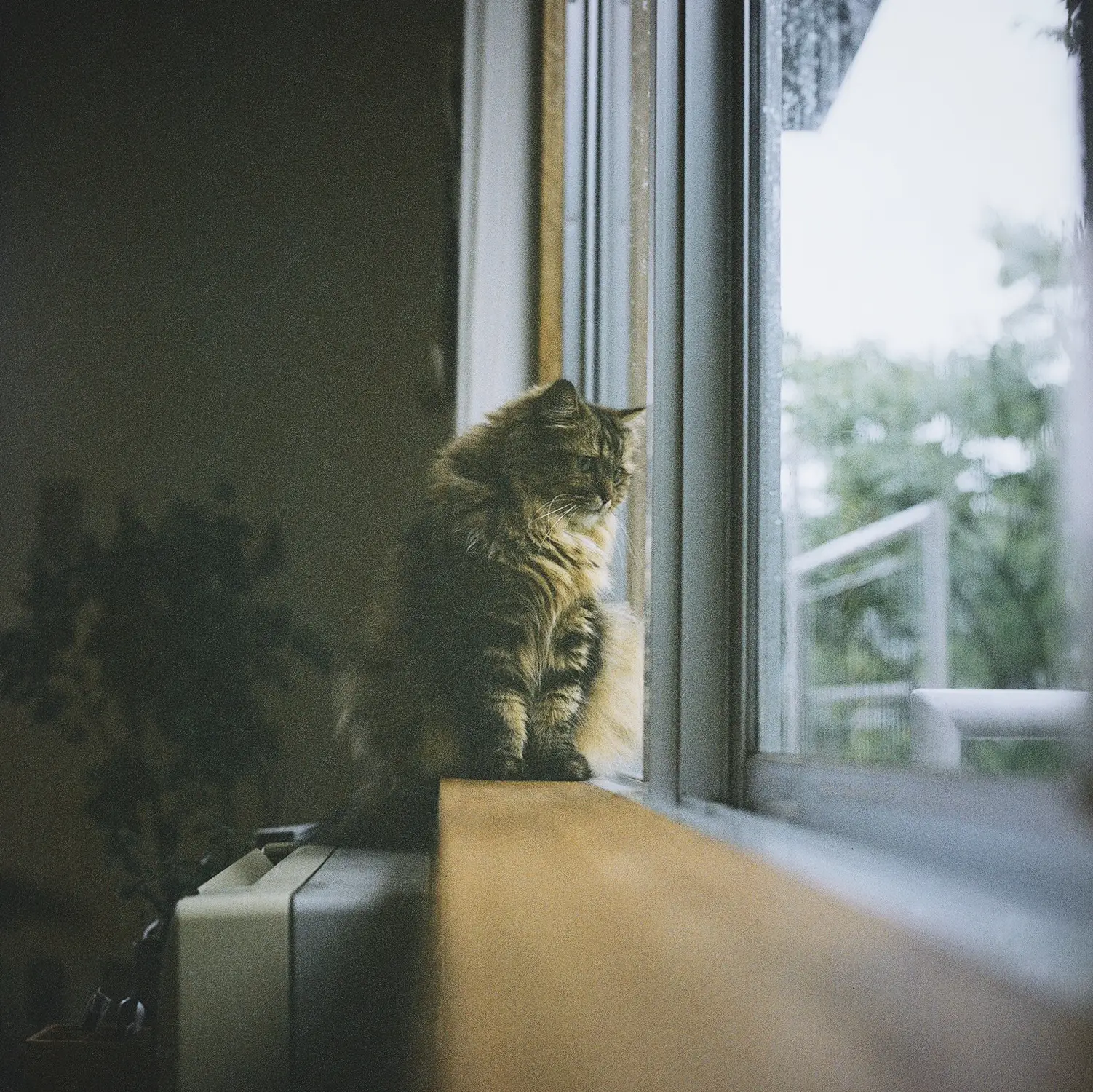 猫が暮らしにくれるもの | ogiekが投稿したフォトブック | Lemon8