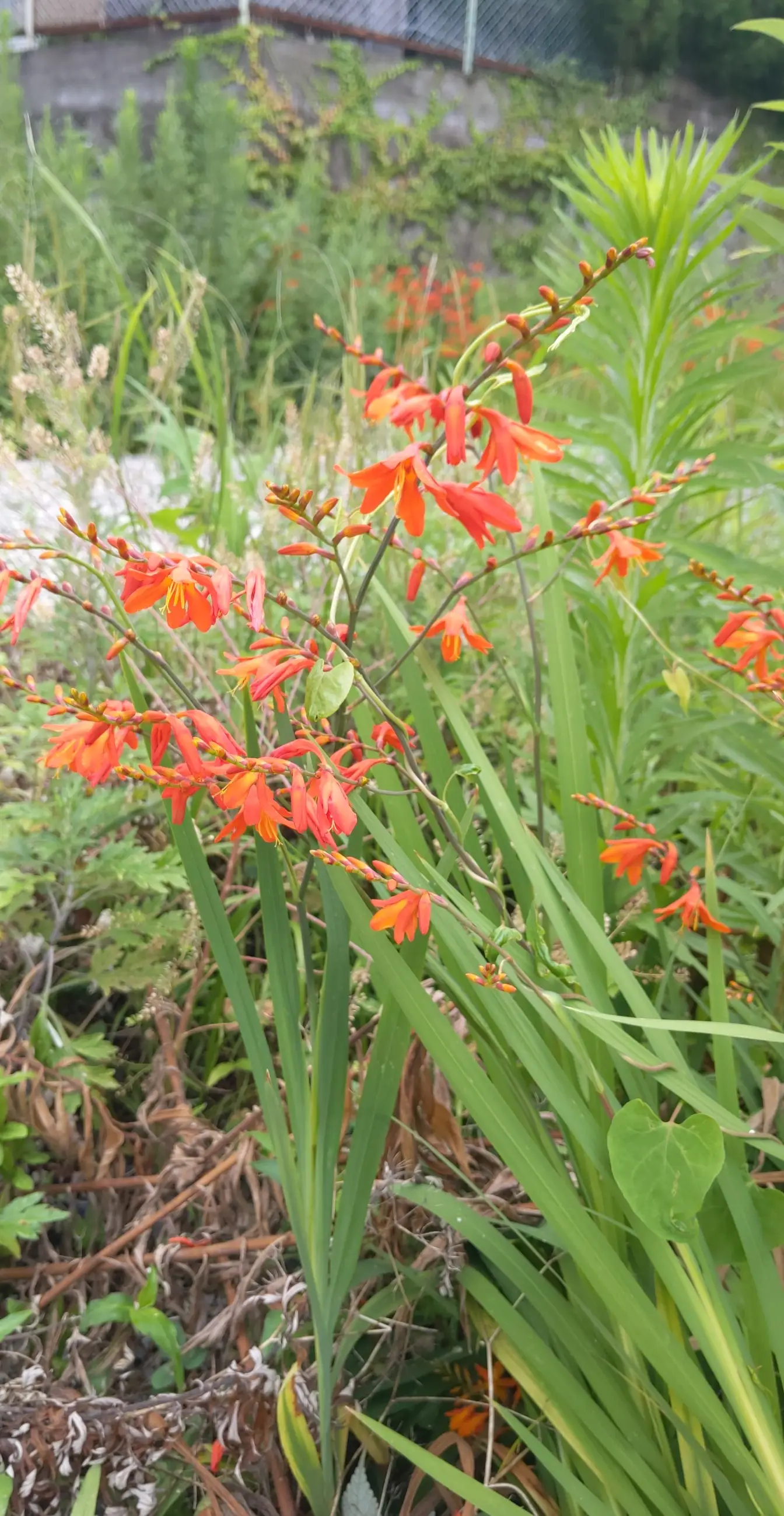 原っぱの草花 ヒオウギズイセン(日扇水仙) | 志方雅一が投稿したフォトブック | Lemon8