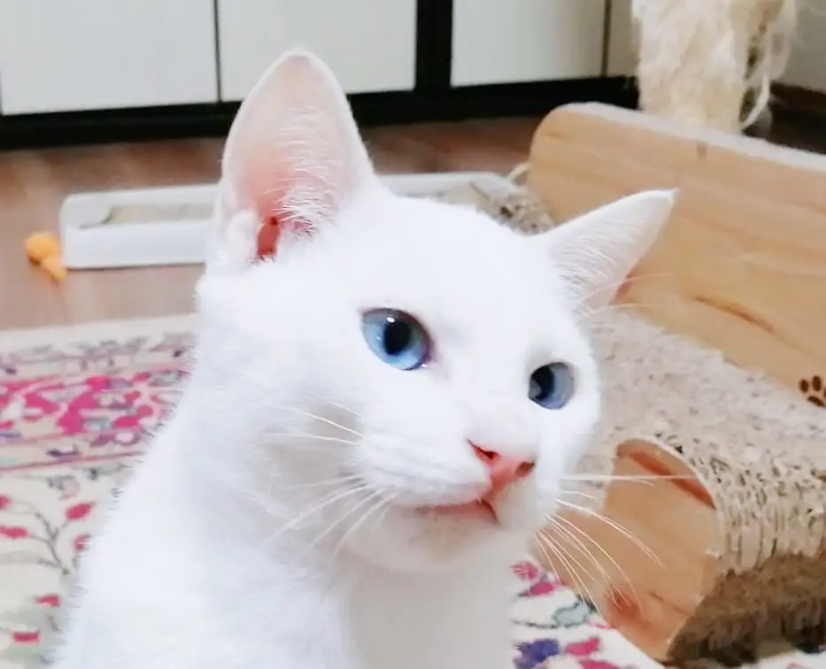 じゃれねこちゃんヘアクリップ 茶とら×紫陽花 痒く