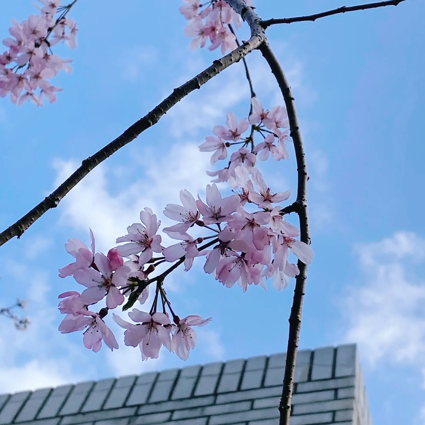 那珂川沿いの桜並木 | あゆ🍓福岡カフェとグルメが投稿したフォト