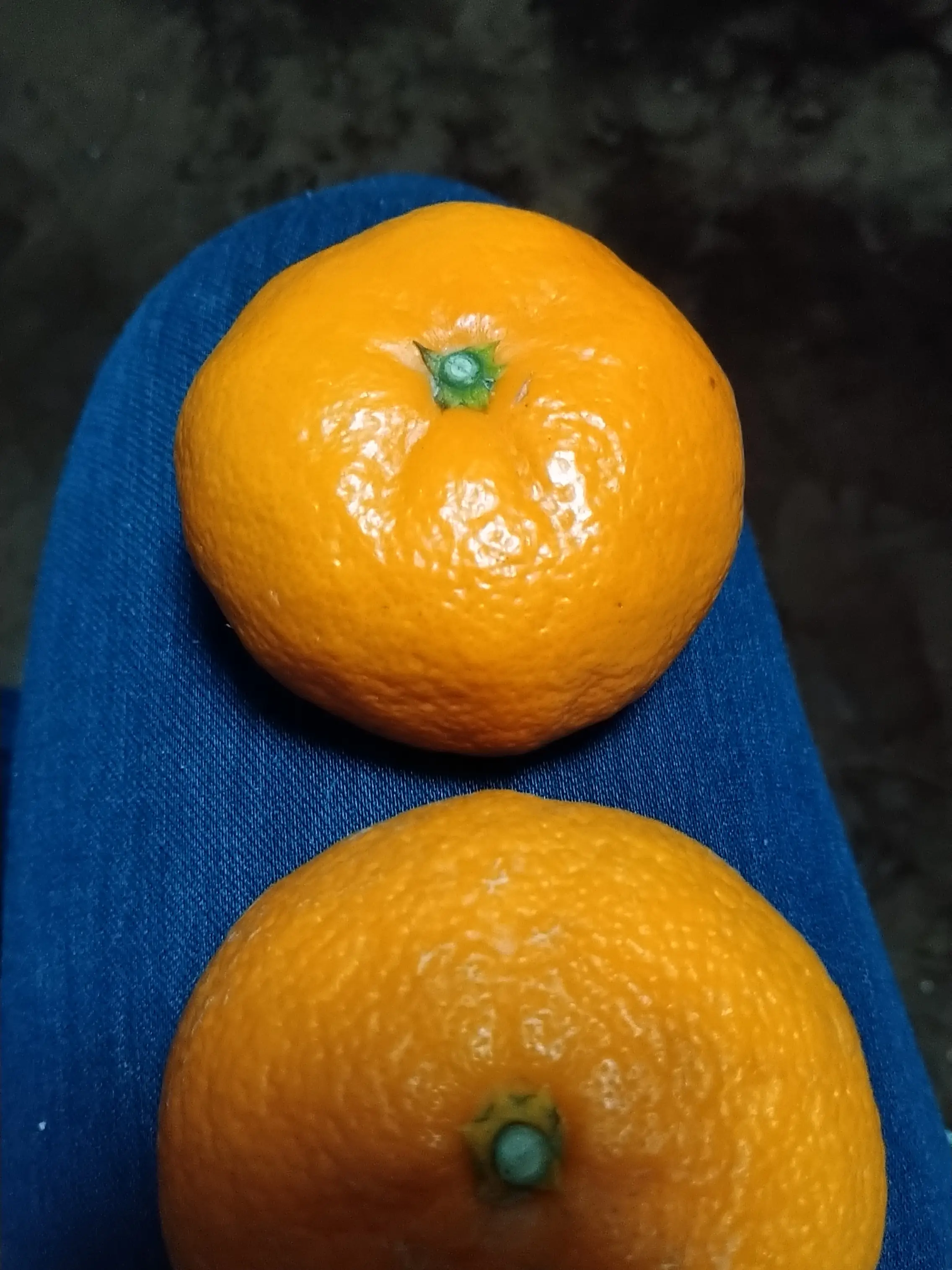 無農薬 青島みかん（晩生温州） 果樹 特大株