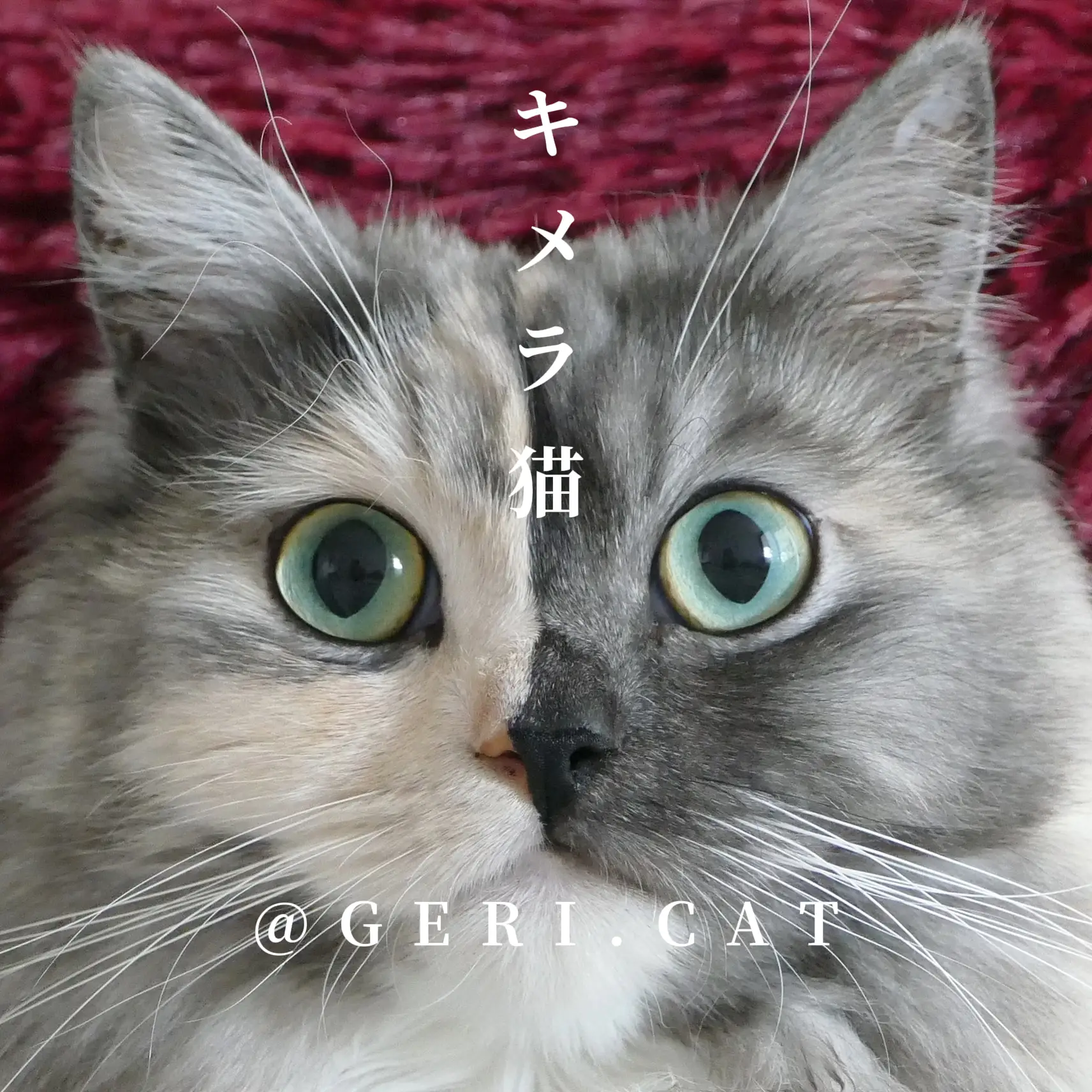 白い小さな猫 - Lemon8検索