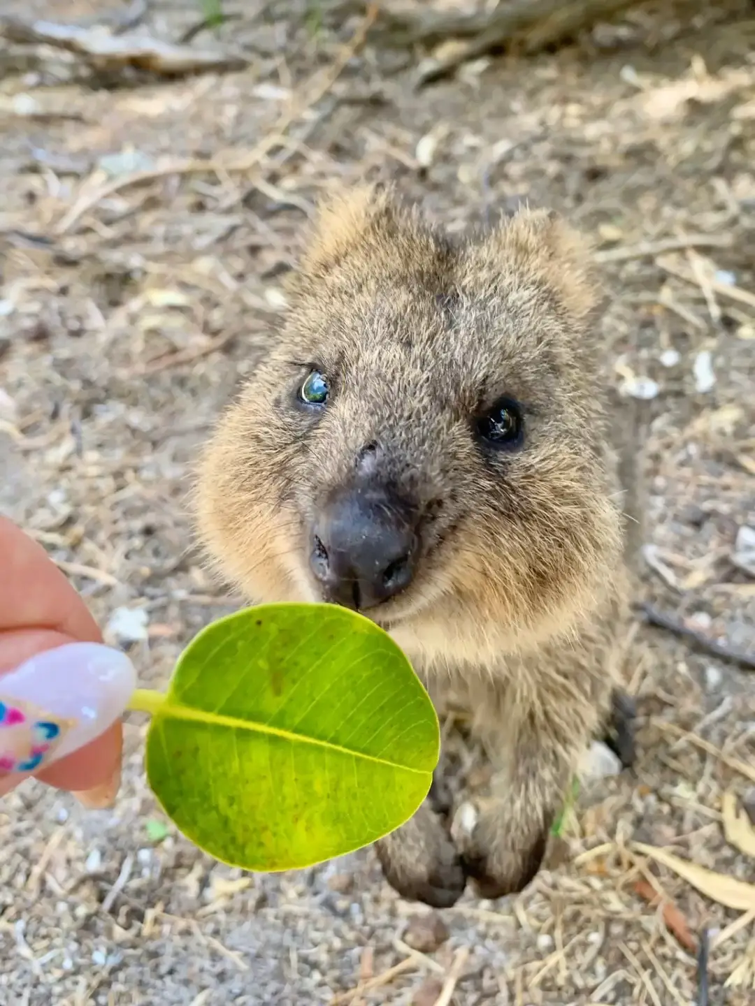 世界一幸せな動物❤️☺️可愛すぎるクォッカに癒されに…🇺🇸