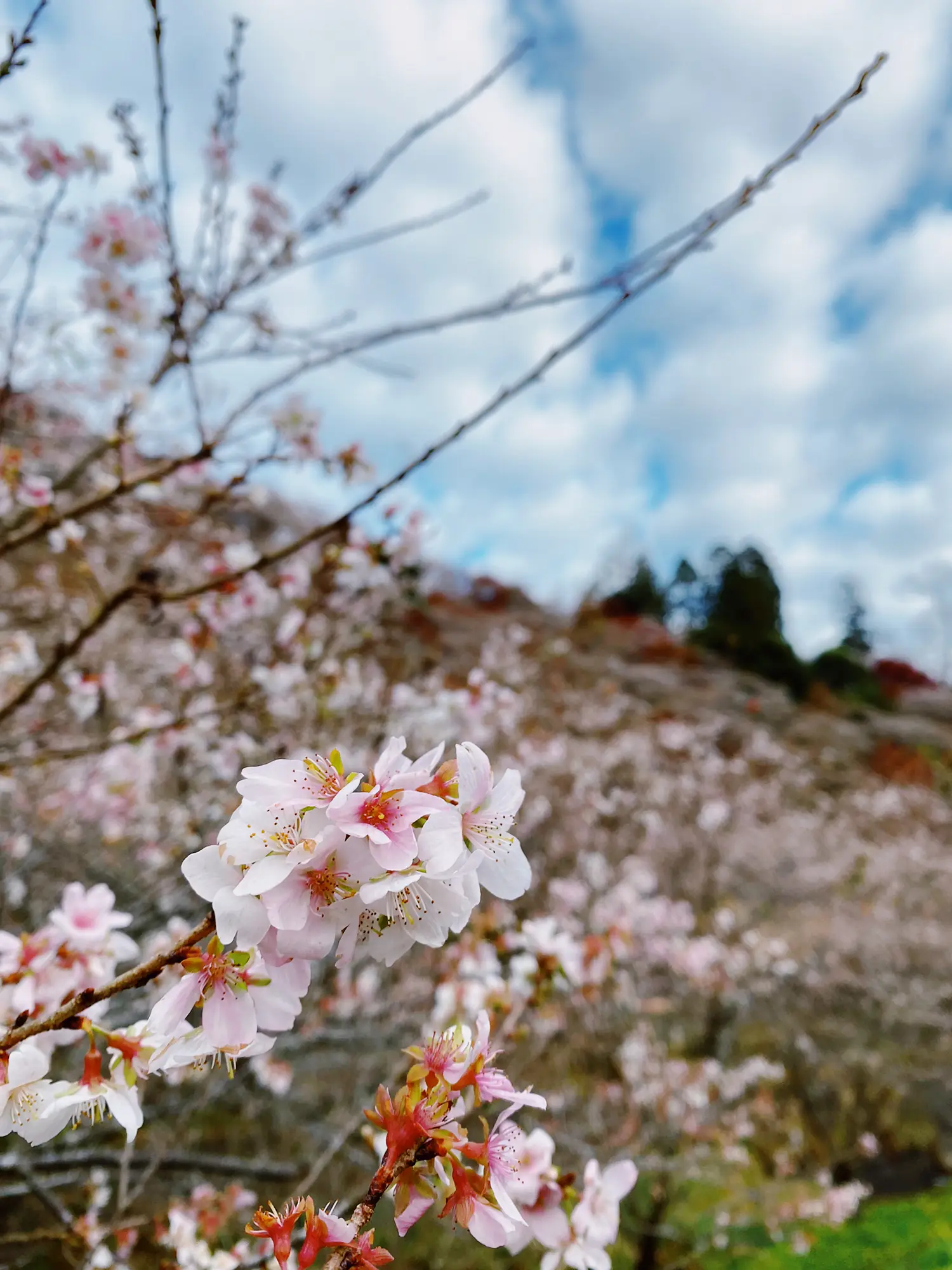Aichi Prefecture 】 A rare place where cherry blossoms can be seen in ...