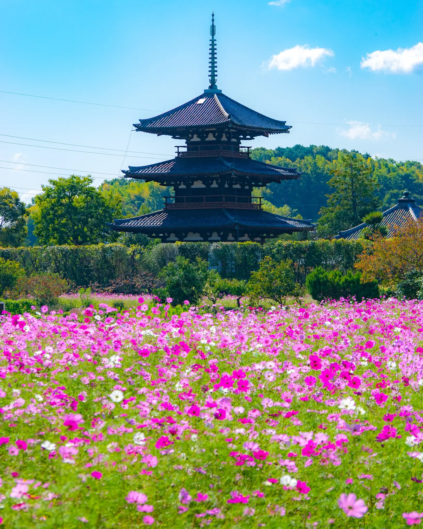 奈良県』世界遺産🌸法起寺の三重塔とコスモス🌼 | jptravelerspicが投稿したフォトブック | Lemon8