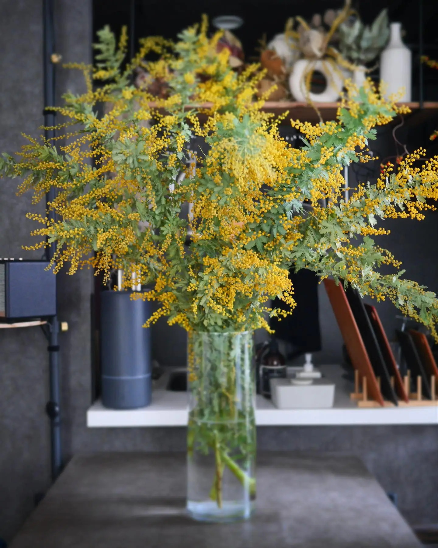 フレッシュ ミモザ パールアカシア ミモザ パールアカシア ミモザ苗