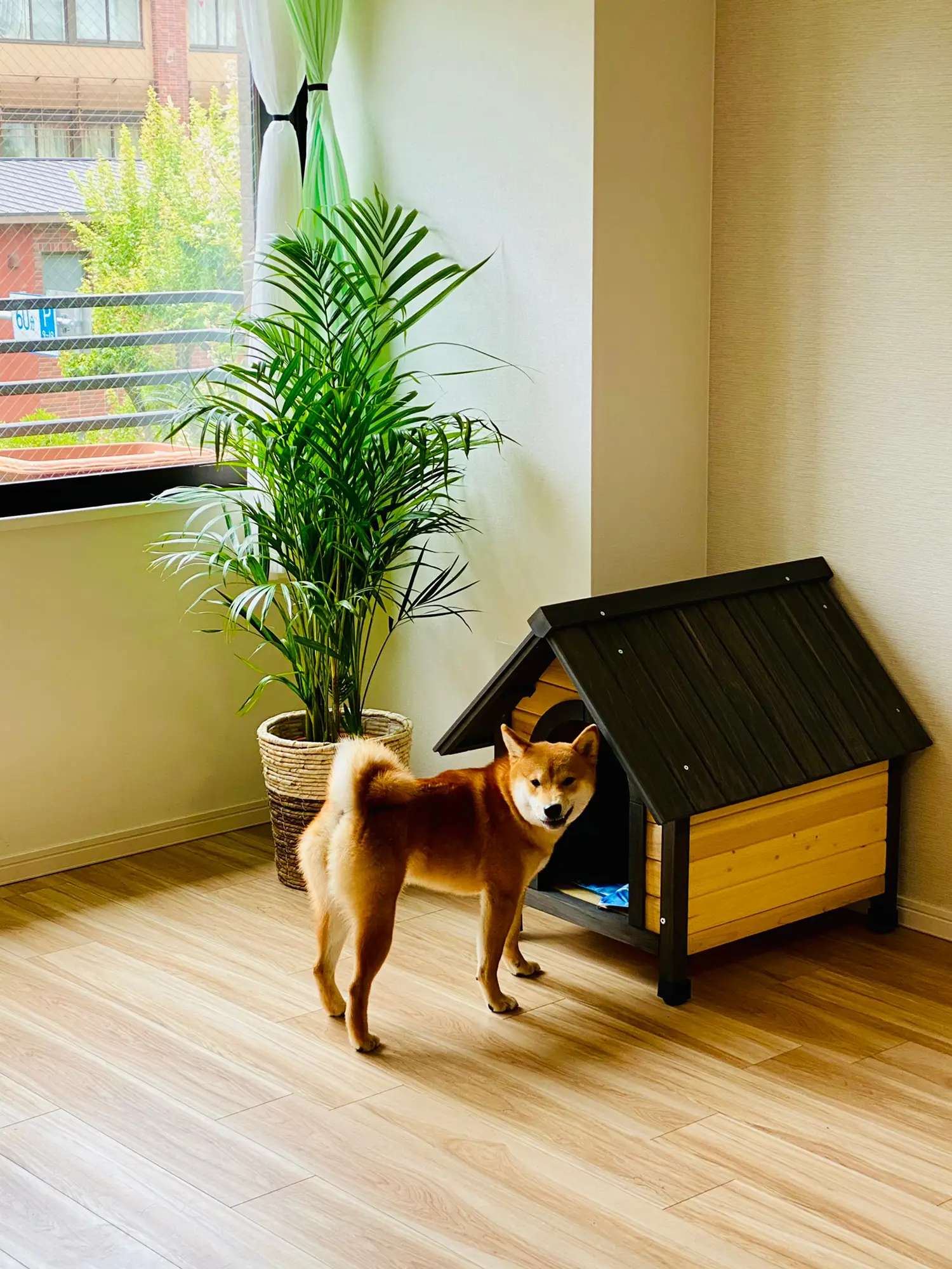 🐕犬小屋が来た | ピカママが投稿したフォトブック | Lemon8