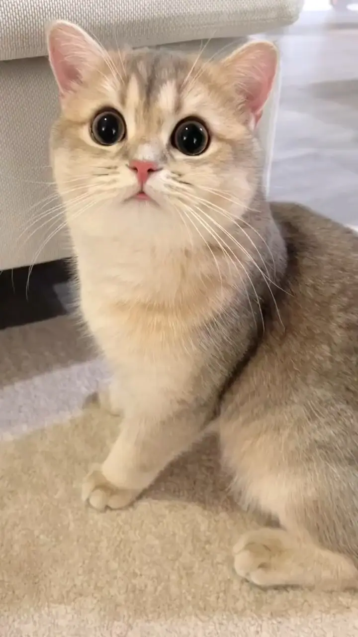 優雅なグレーヘアーとブルーの目が美しいシャム猫のフィギュリン 優雅なグレーヘアーとブルーの目が美しいシャム猫のフィギュリン
