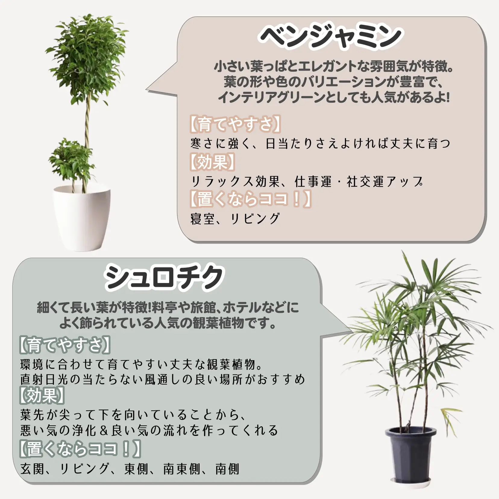 ベンジャミンバロック 観葉植物 植木 園芸 ガーデニング 雑貨 アクタス ACTUS インテリア - その他