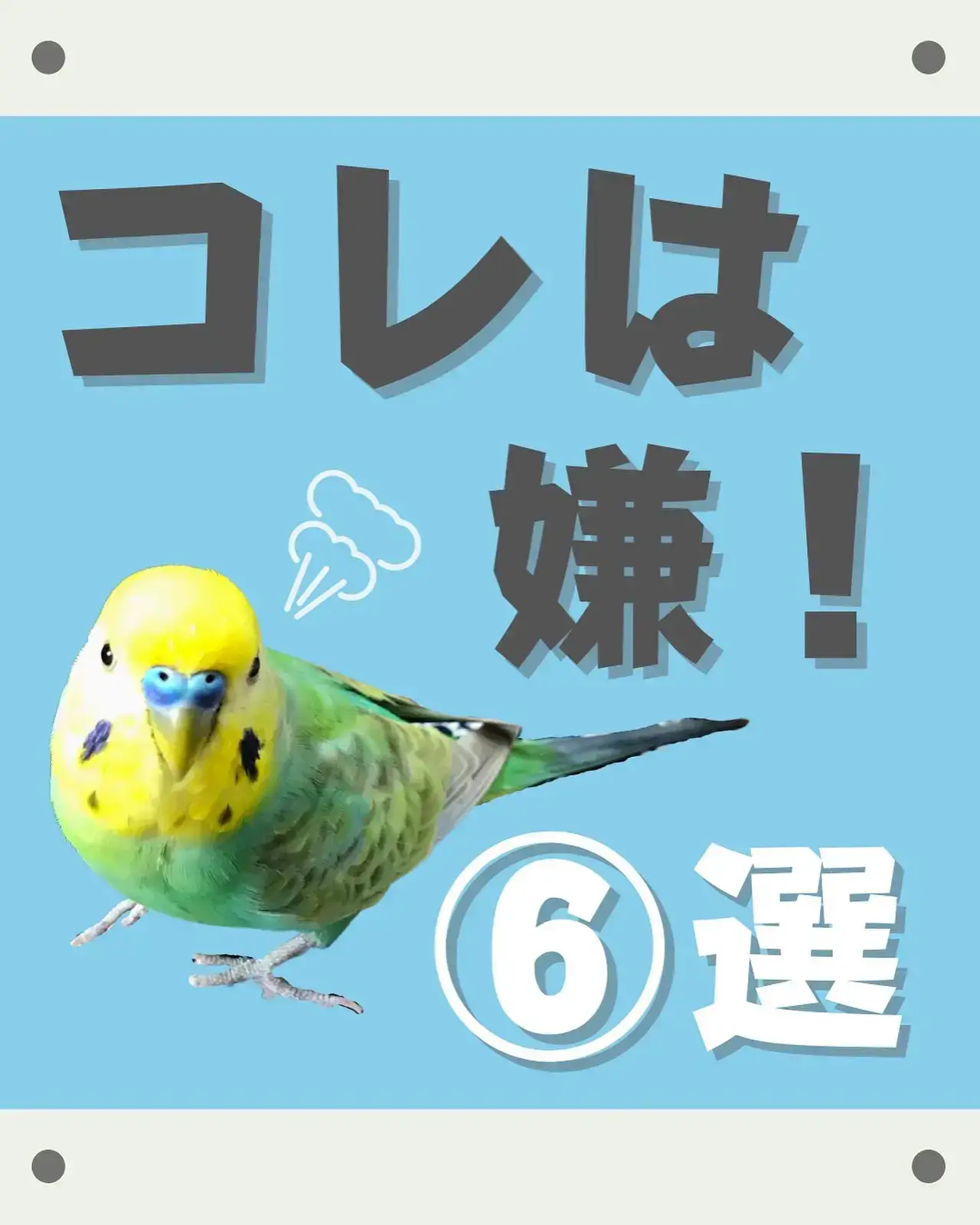 インコ - Lemon8検索