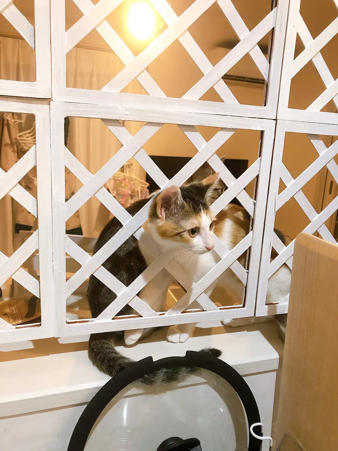 飼育セット猫トイレ木製ケージペットキット給餌給水器キャットタワー脱走防止柵猫食器のぼれんニャン
