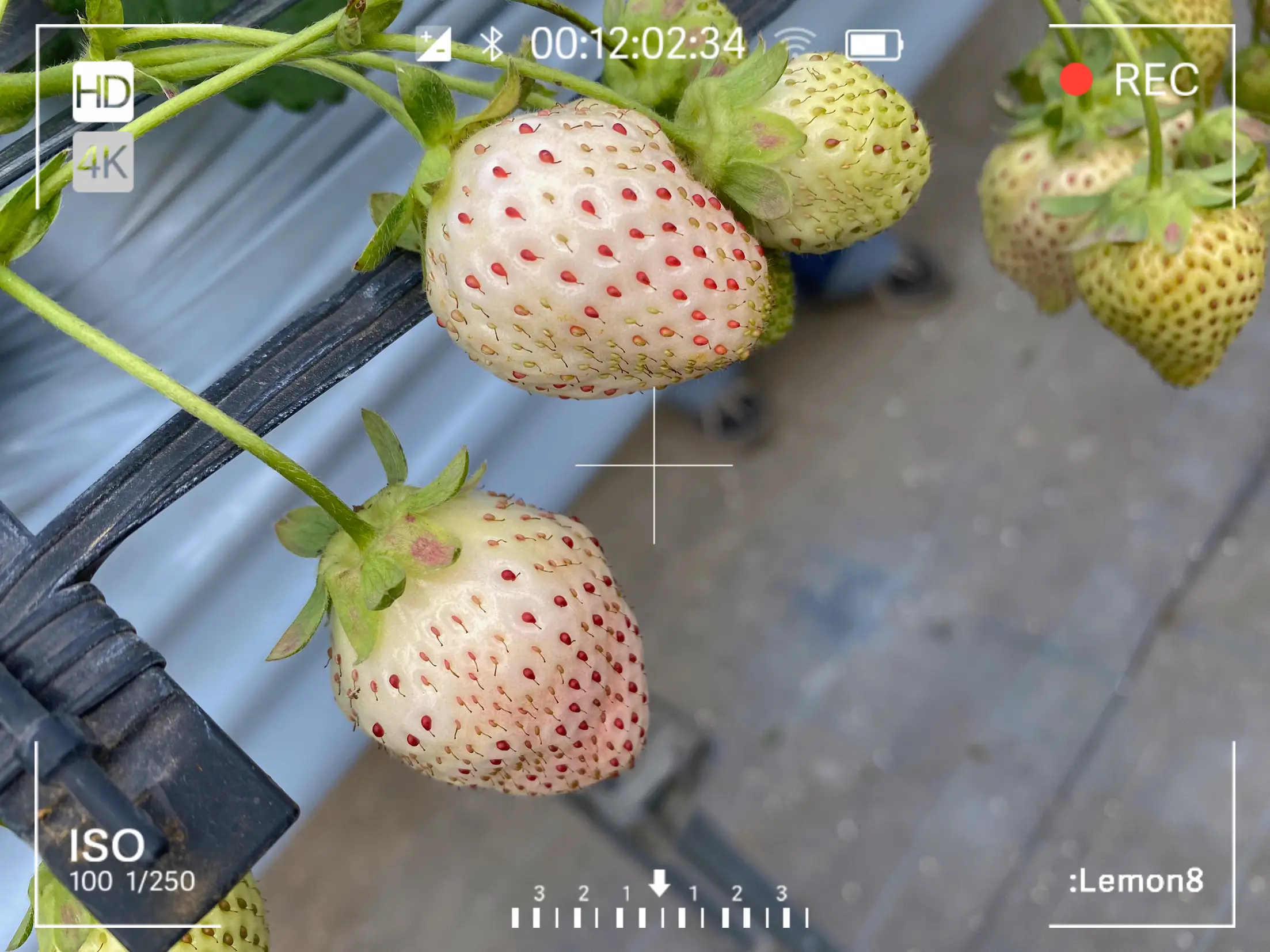 いちご14種が30分食べ放題🍓 | Takamin22が投稿したフォトブック | Lemon8