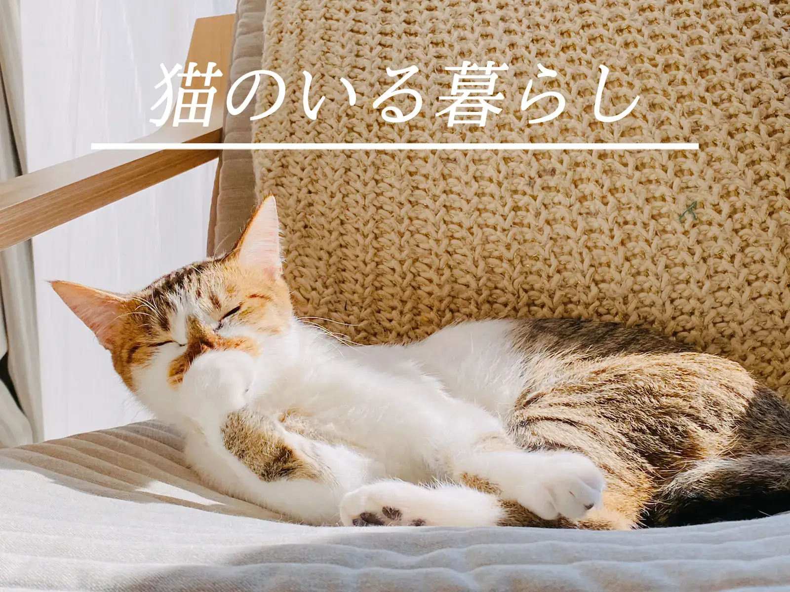 猫のいる暮らし | Gallery posted by minami.y | Lemon8