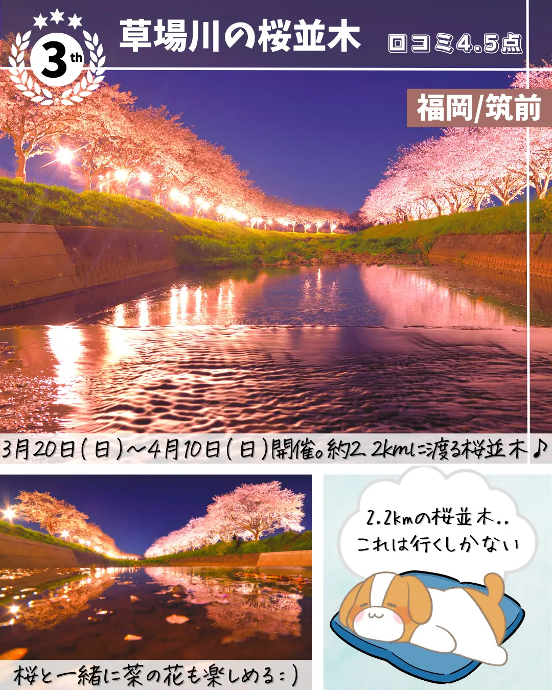 夜桜ライトアップ特集🌸✨の画像 (3枚目)