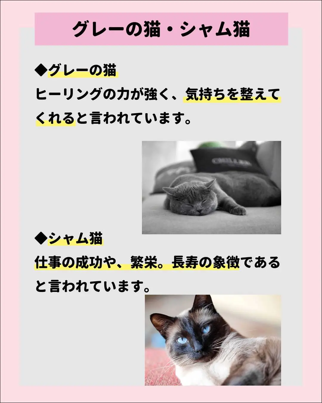 福を呼ぶ猫ってどんな猫？】 | ねこにも_愛猫情報発信中が投稿した